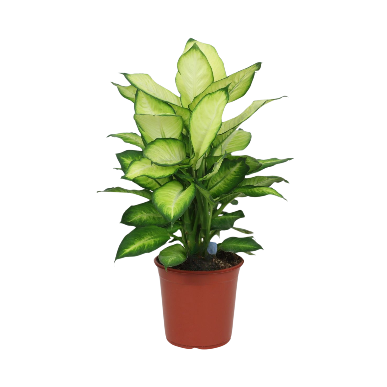 DIEFFENBACHIA 'SUMMER STYLE' Difenbachia