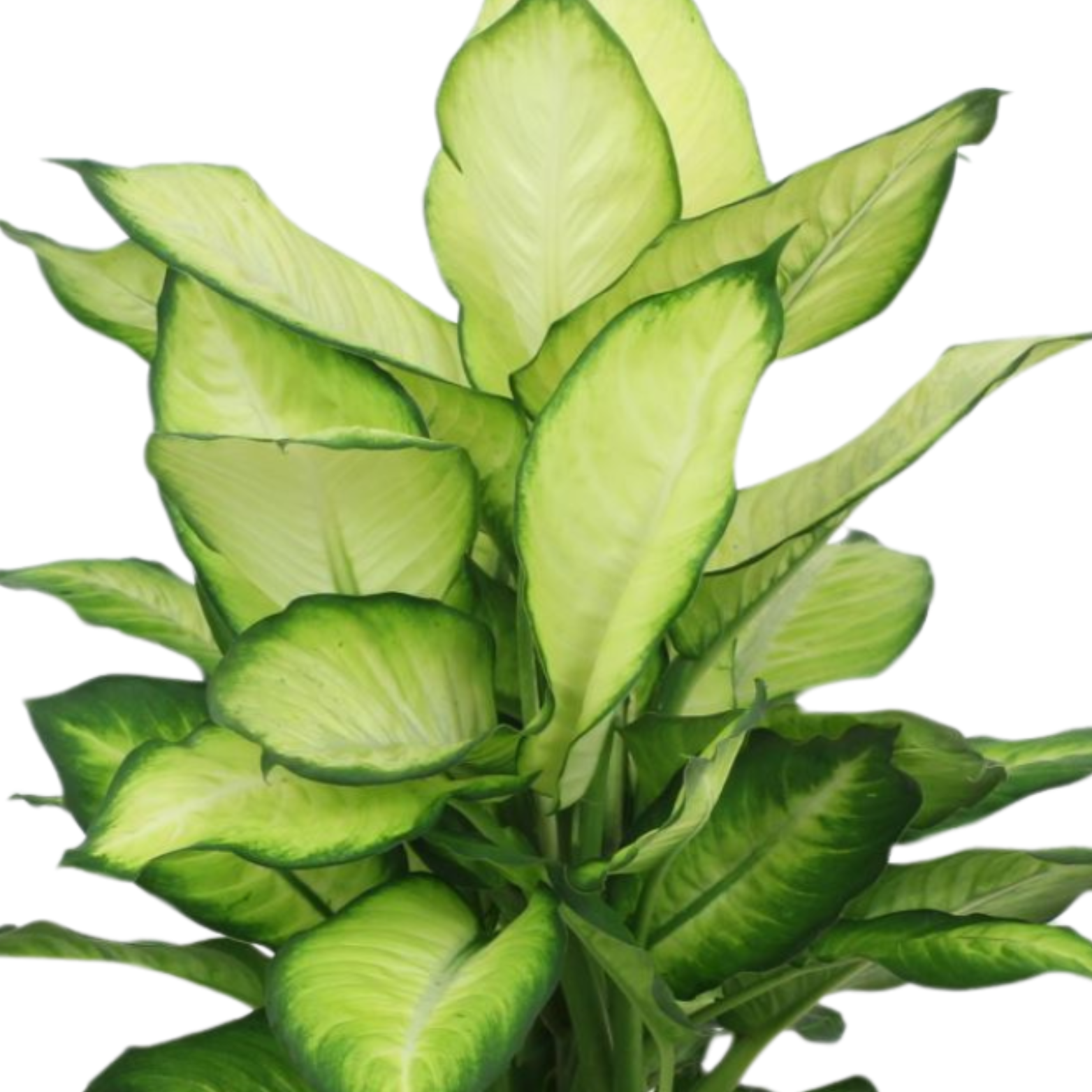 DIEFFENBACHIA 'SUMMER STYLE' Difenbachia