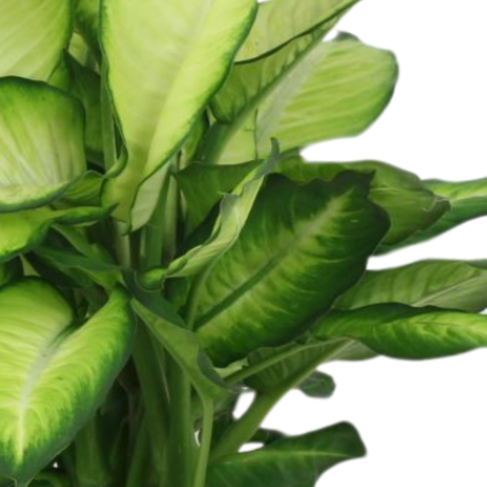 DIEFFENBACHIA 'SUMMER STYLE' Difenbachia