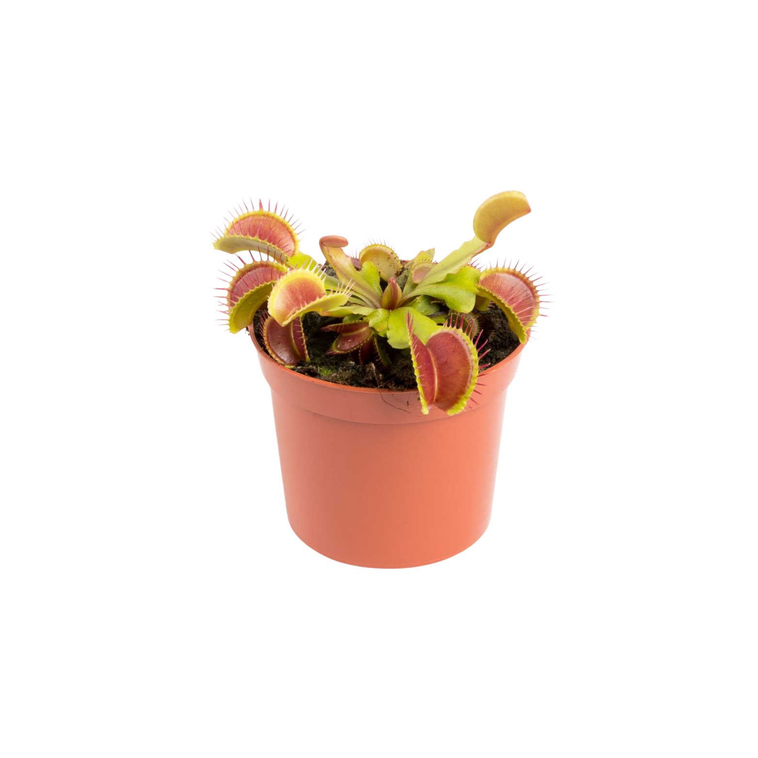 DIONAEA MUSCIPULA Muchołówka amerykańska owadożerna