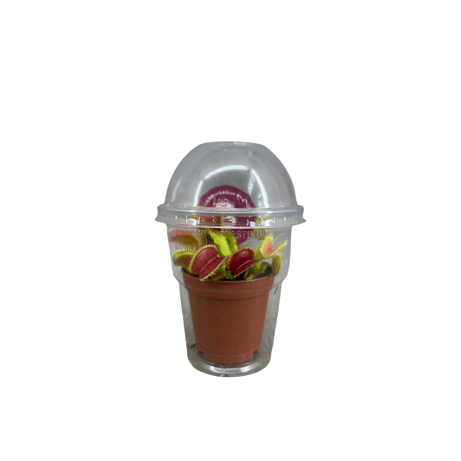 DIONAEA MUSCIPULA Muchołówka amerykańska owadożerna