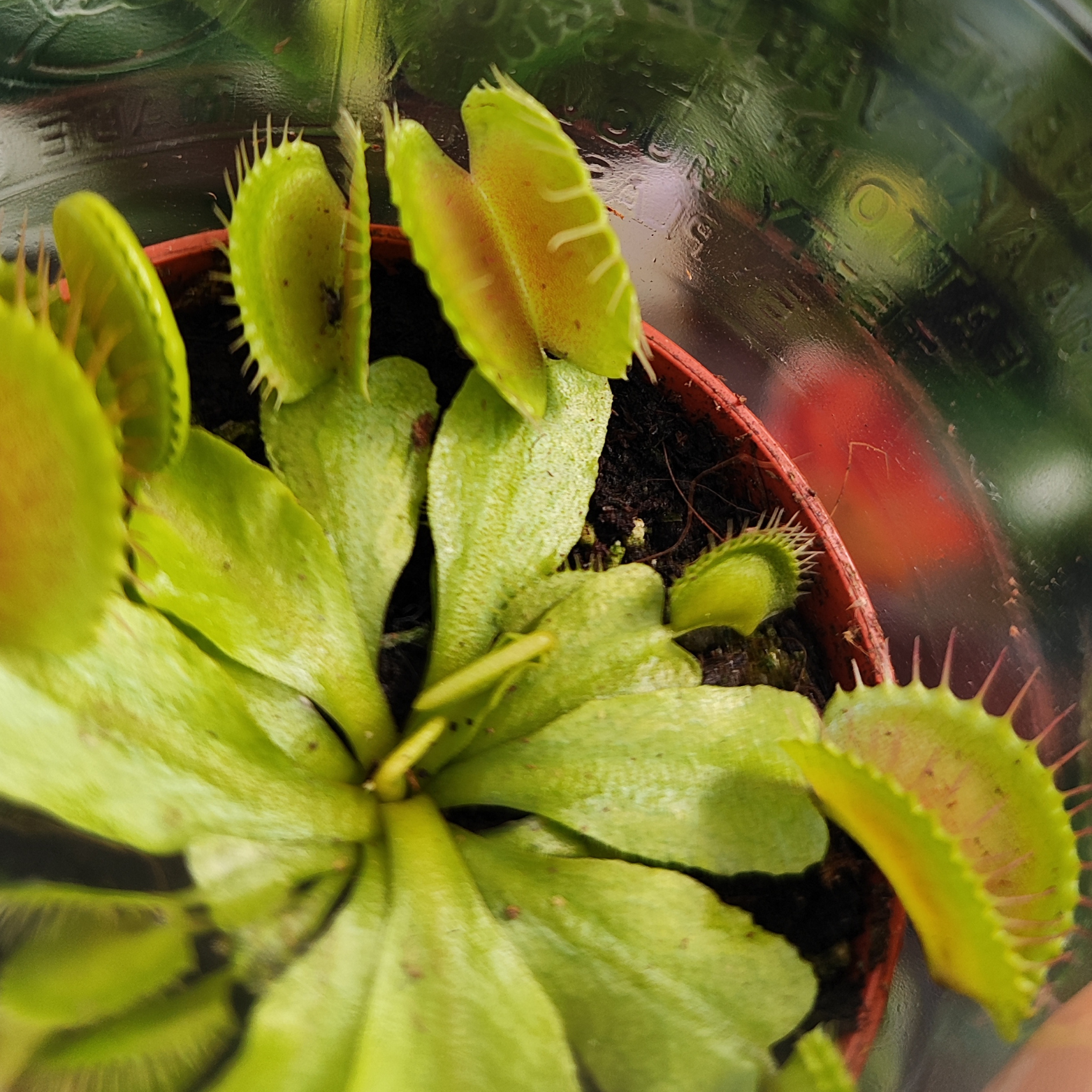DIONAEA MUSCIPULA Muchołówka amerykańska owadożerna