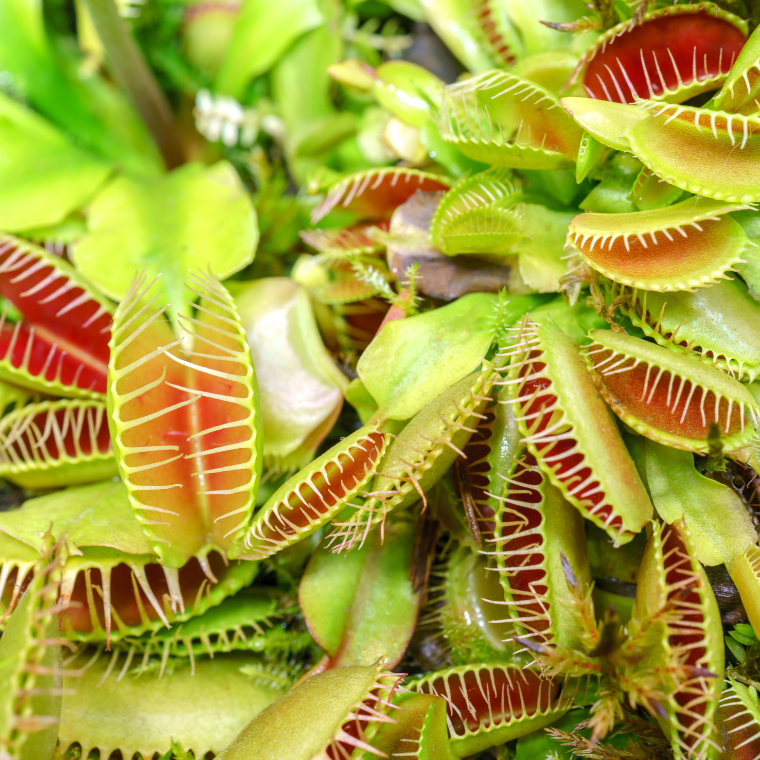 DIONAEA MUSCIPULA Muchołówka amerykańska owadożerna