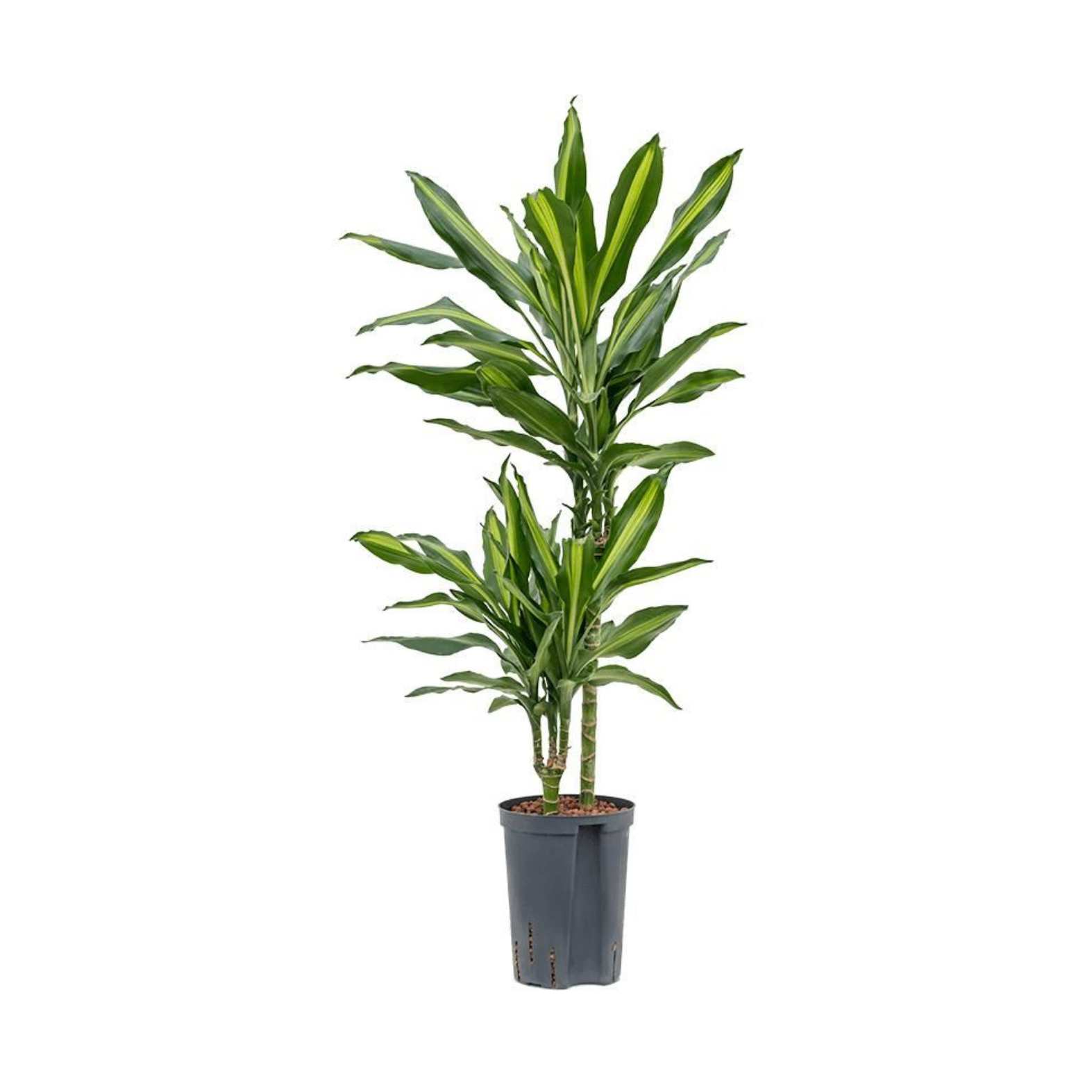 DRACAENA FRAGRANS 'CINTHO' Dracena wonna w hydroponice