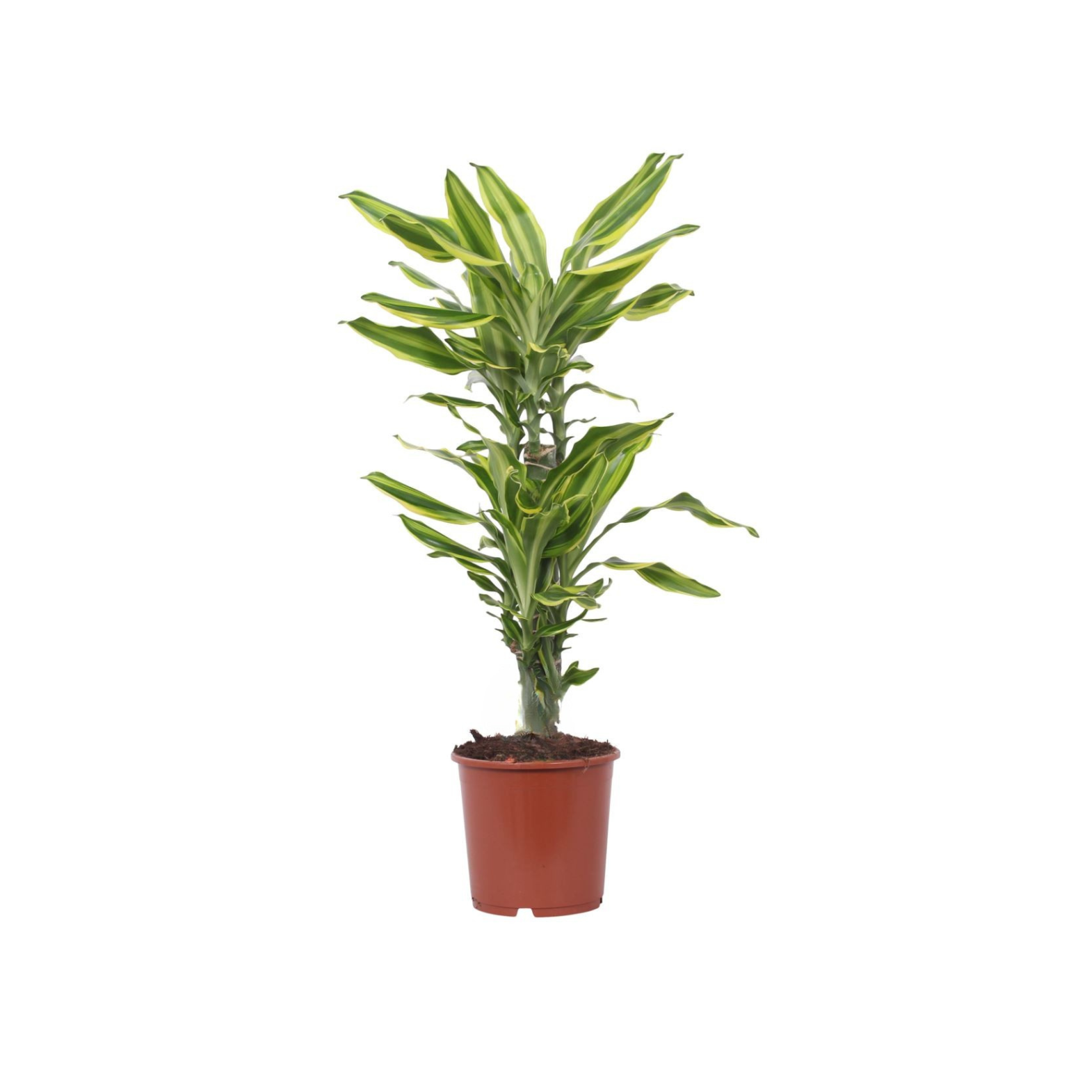 DRACAENA FRAGRANS 'GOLDEN QUEEN' Dracena wonna