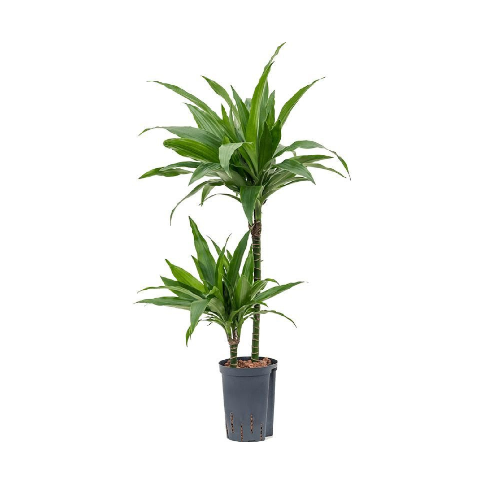DRACAENA FRAGRANS 'JANET CRAIG' Dracena wonna w hydroponice