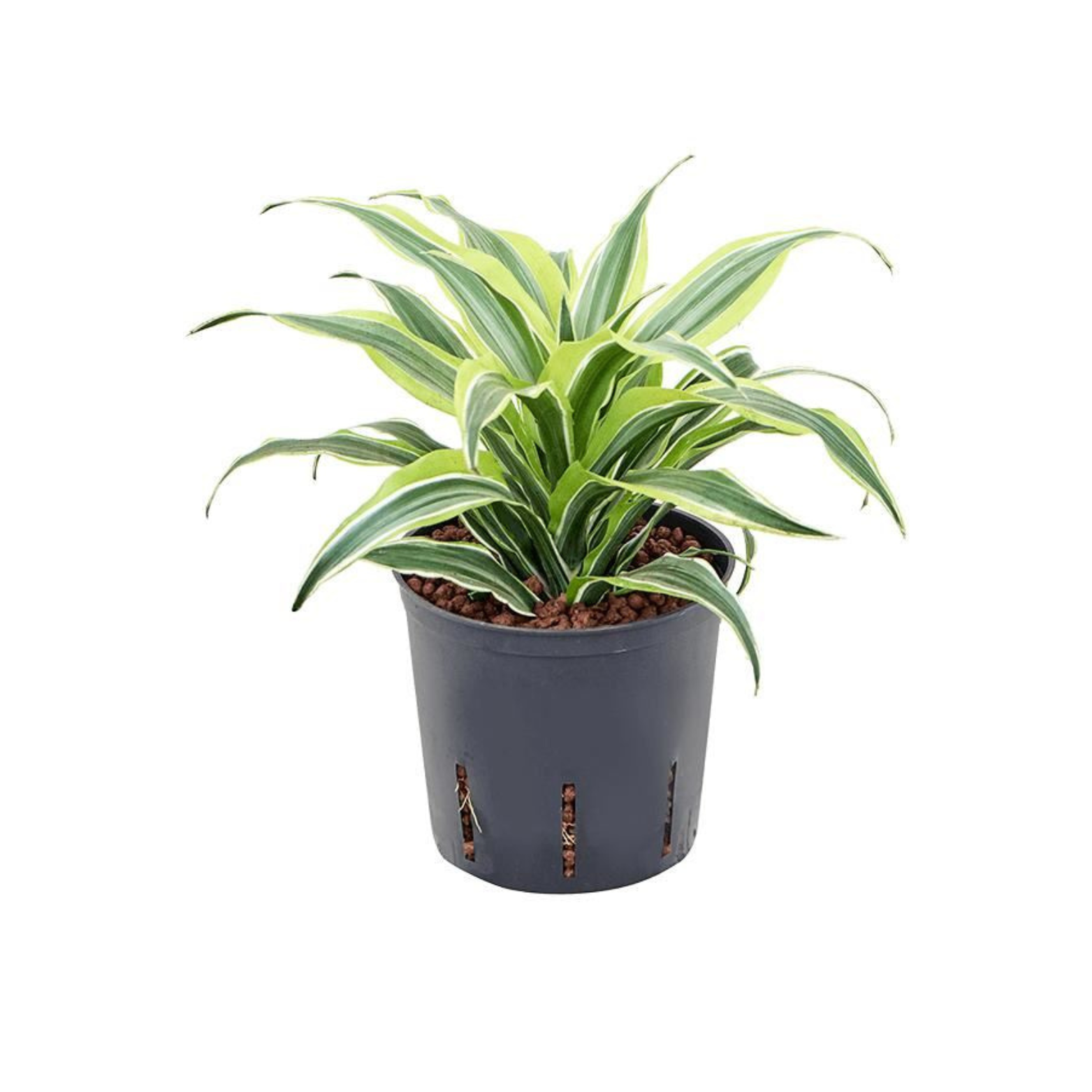 DRACAENA FRAGRANS 'SURPRISE' Dracena wonna w hydroponice