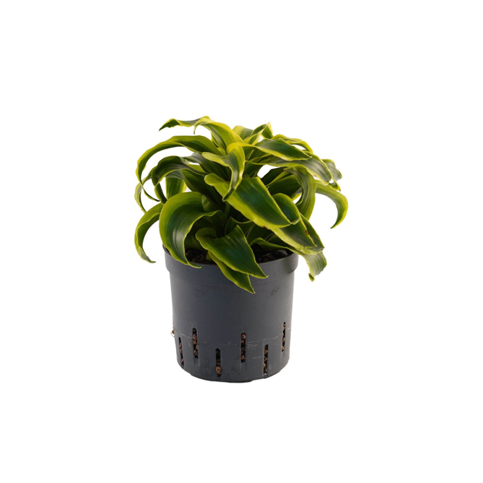 DRACAENA FRAGRANS 'TORNADO' Dracena wonna w hydroponice