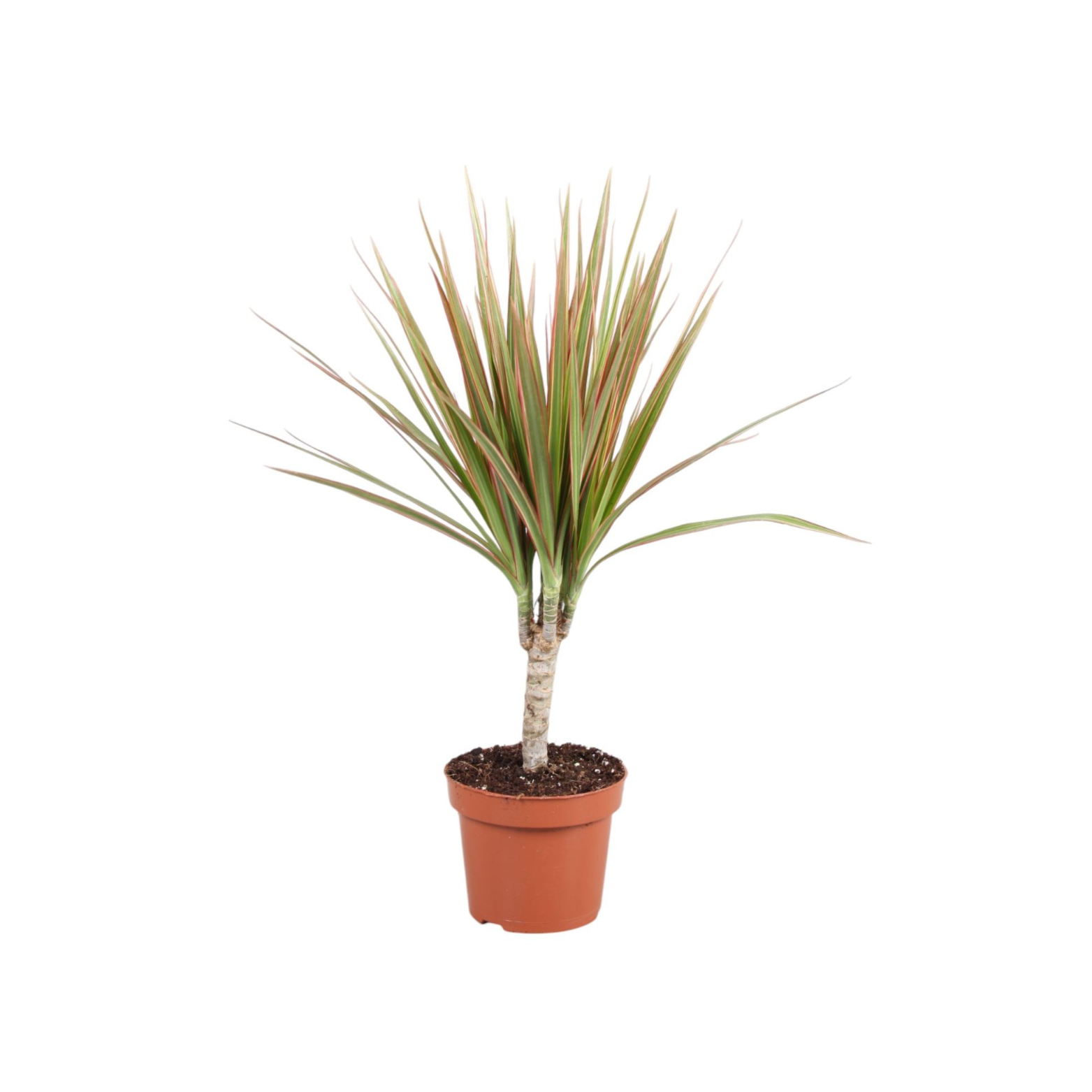 DRACAENA MARGINATA 'BICOLOR' Dracena obrzeżona