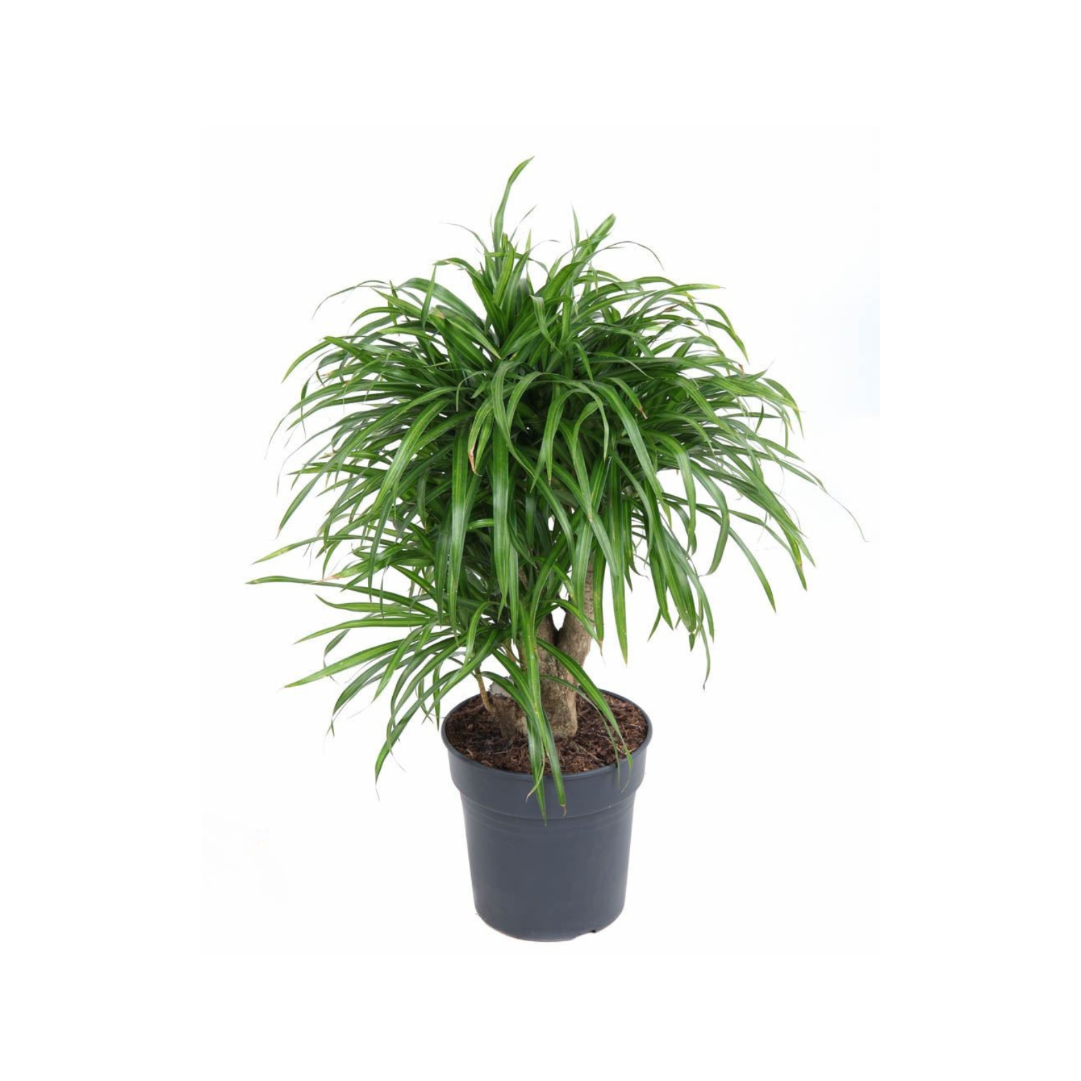 DRACAENA REFLEXA 'ANITA' Dracena odwrócona