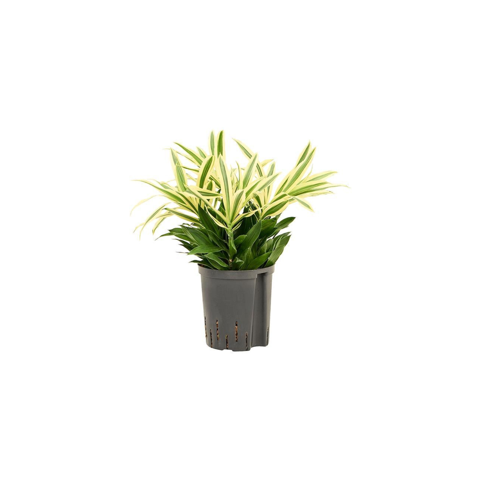 DRACAENA REFLEXA 'SONG OF SRI LANKA' Dracena odwrócona w hydroponice