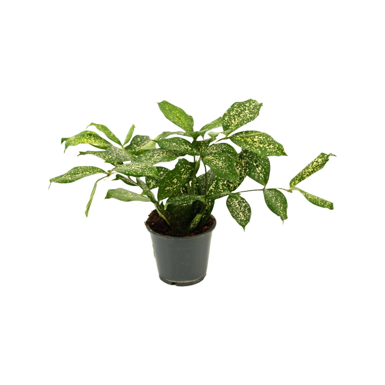 DRACAENA SURCULOSA 'FLORIDA BEAUTY' Dracena