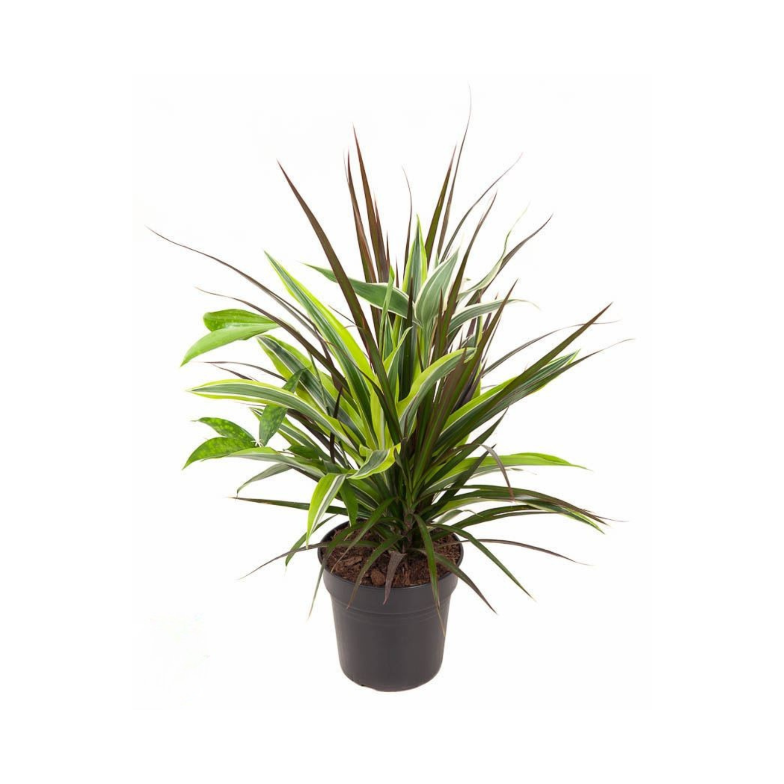 DRACAENA 'COMBO' Dracena