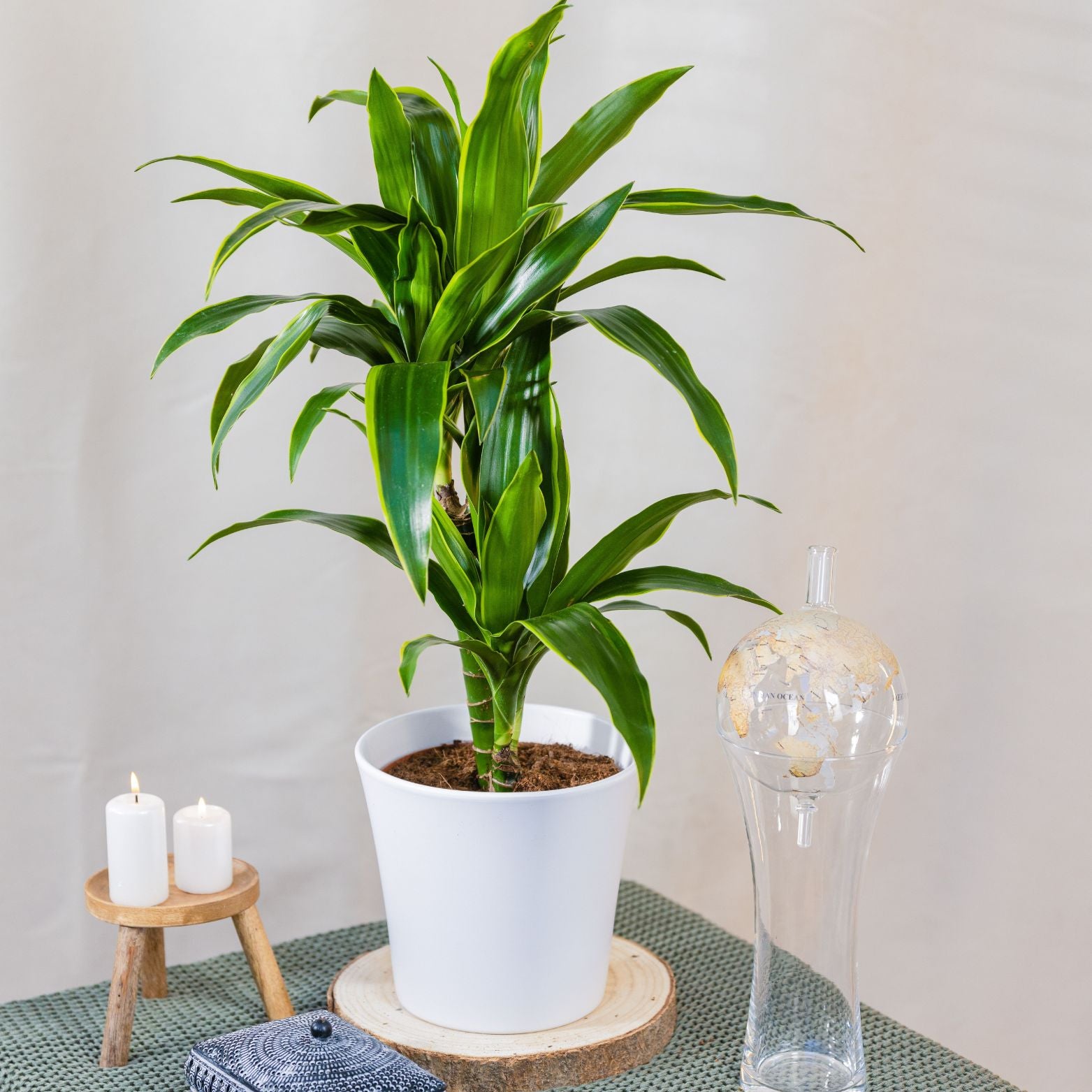 DRACAENA FRAGRANS 'ARTURO' Dracena wonna