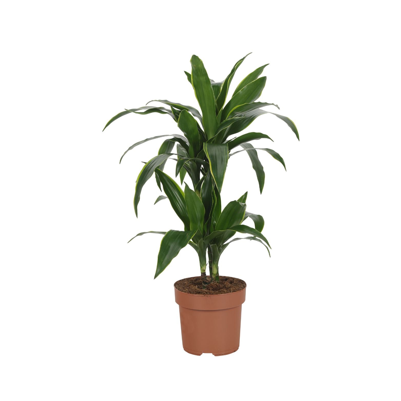 DRACAENA FRAGRANS 'ARTURO' Dracena wonna
