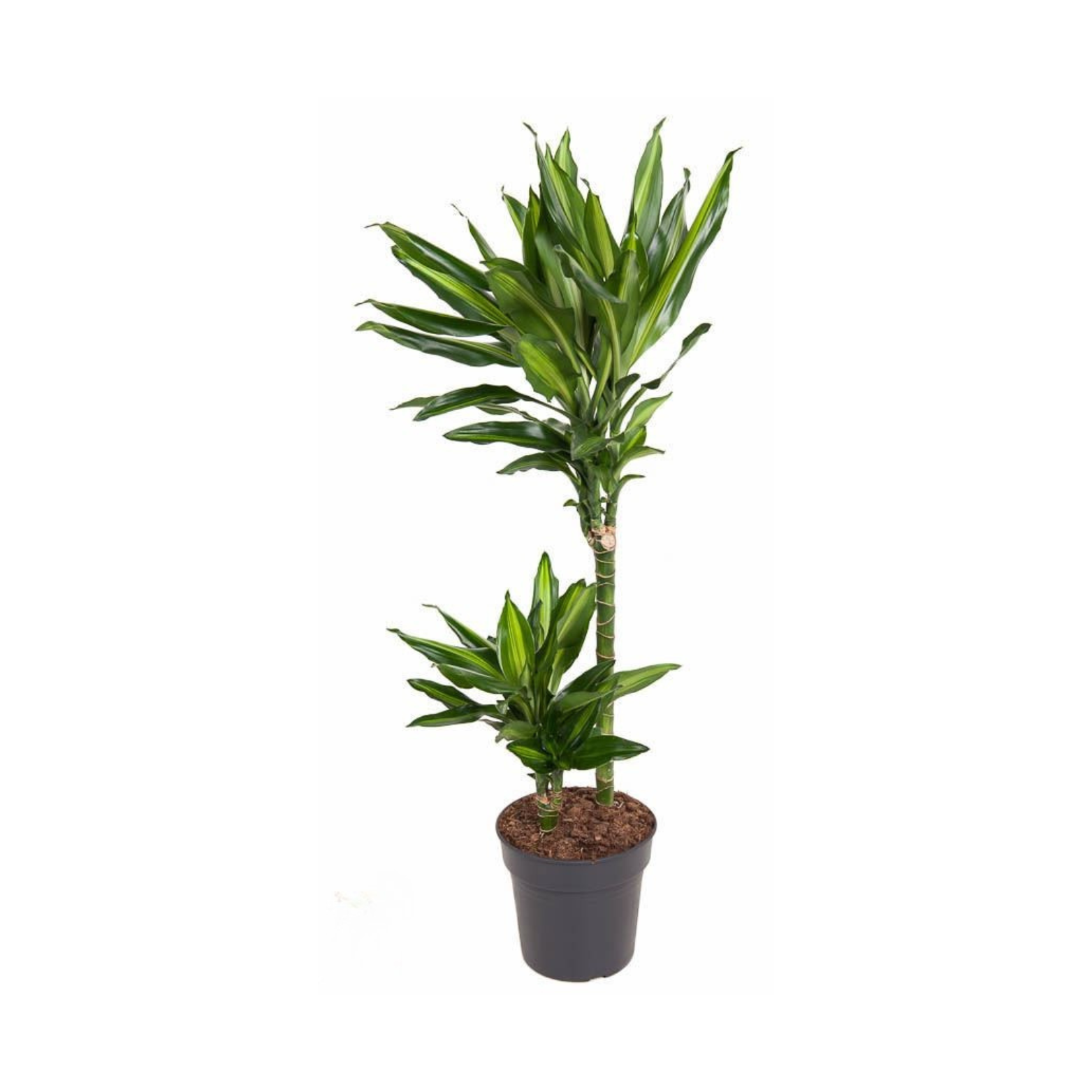 DRACAENA FRAGRANS 'CINTHO' Dracena