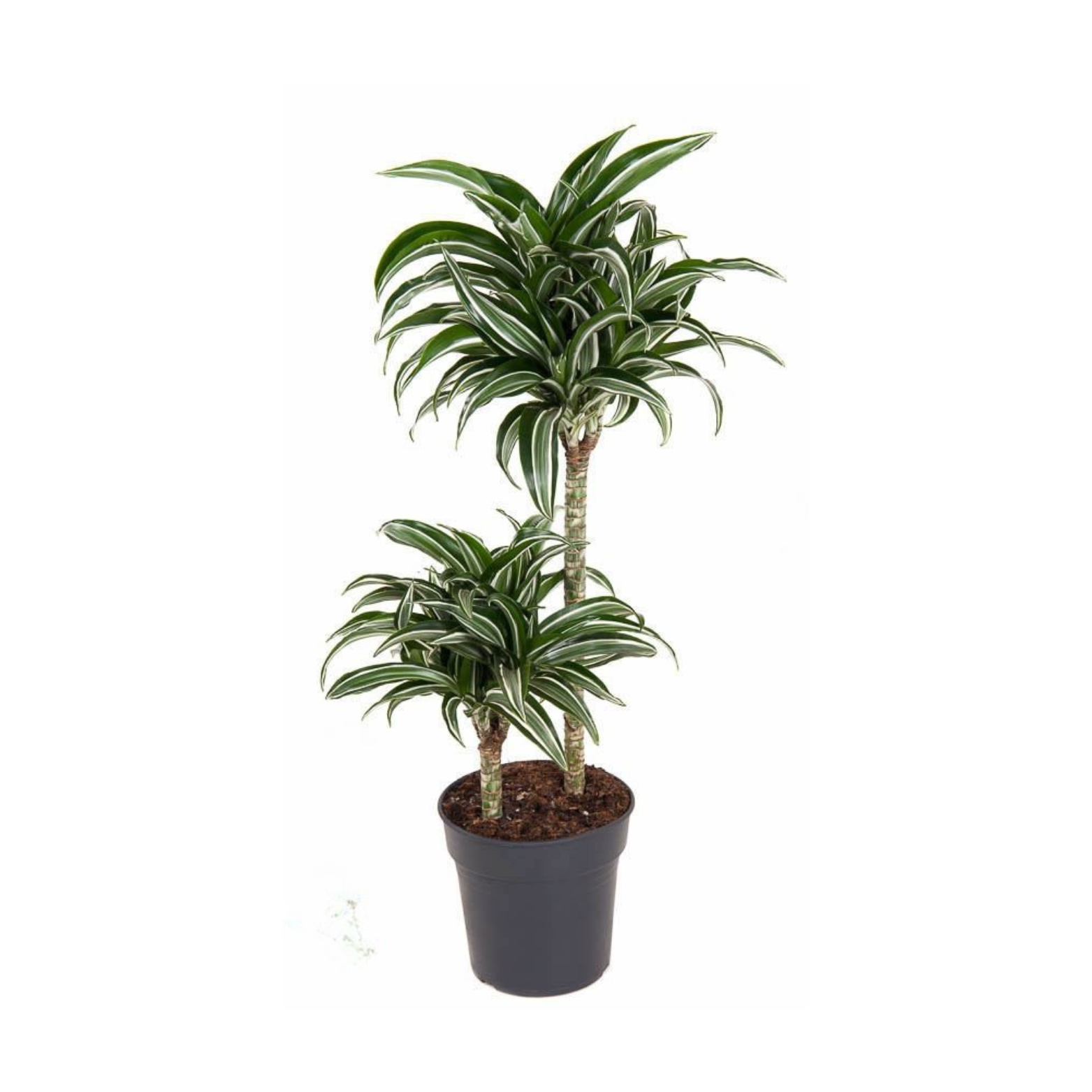 DRACAENA FRAGRANS 'JADE JEWEL' Dracena