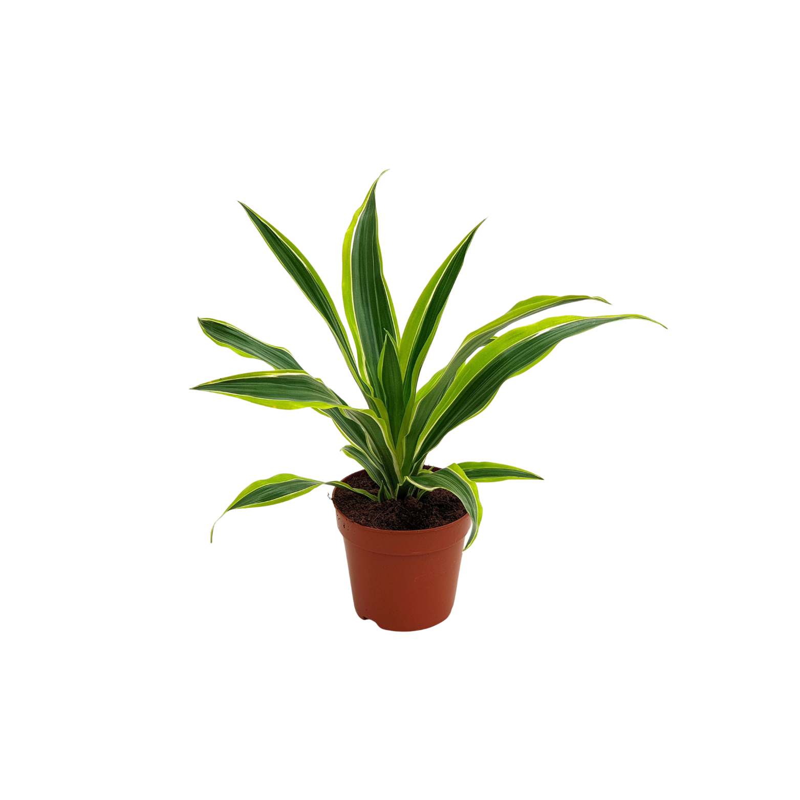 DRACAENA FRAGRANS 'LEMON LIME' Dracena wonna