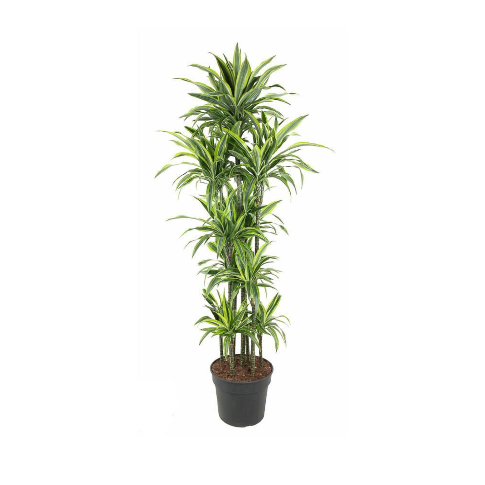 DRACAENA FRAGRANS 'LEMON LIME' Dracena wonna