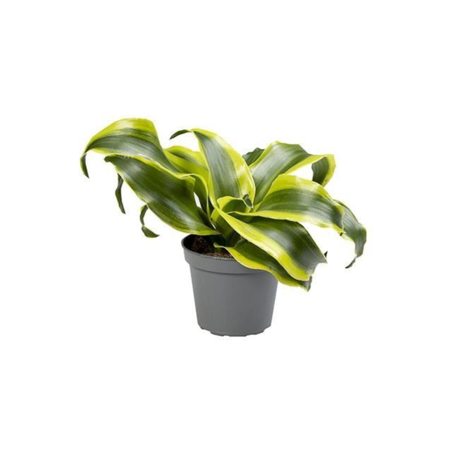 DRACAENA FRAGRANS 'TORNADO' Dracena