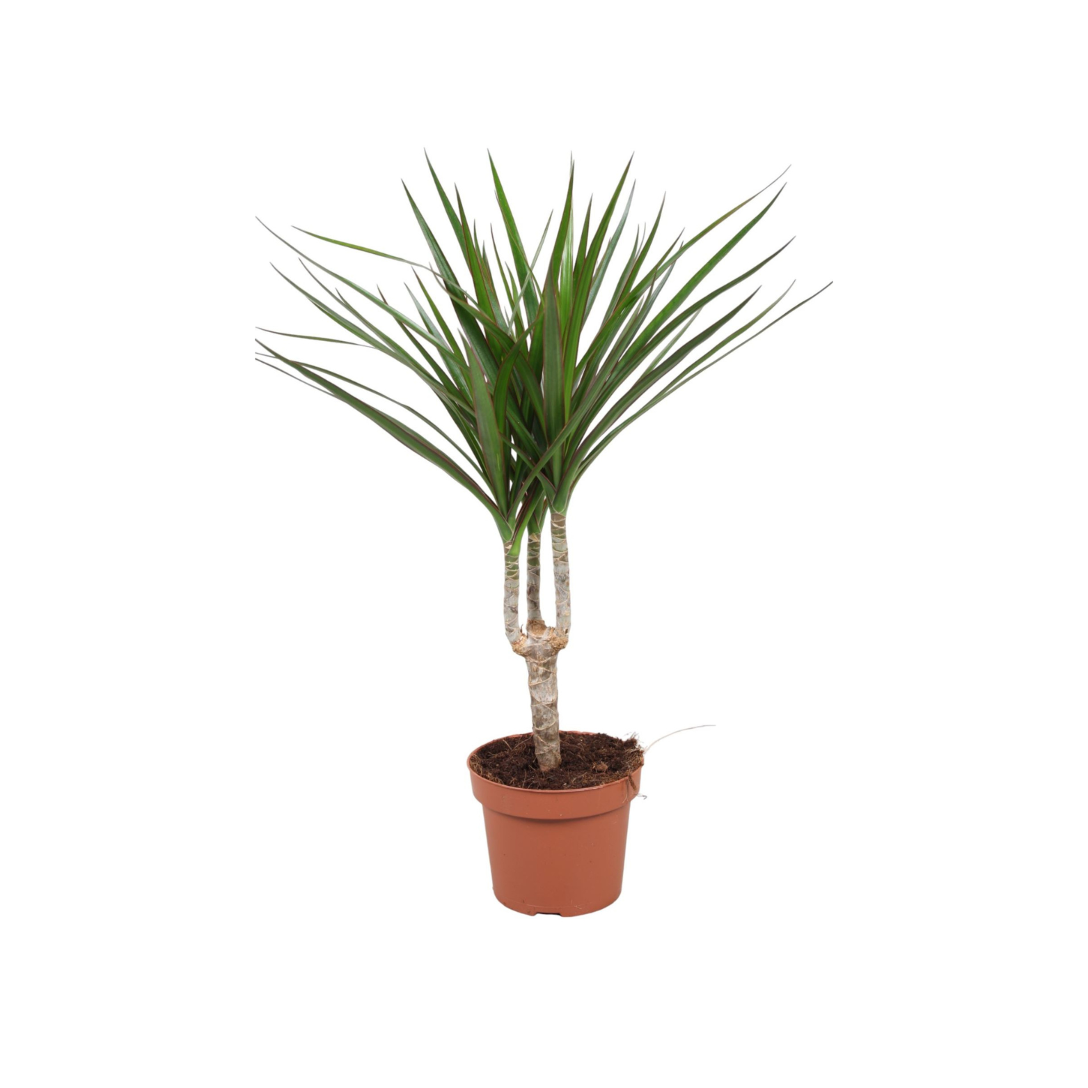 DRACAENA MARGINATA Dracena obrzeżona