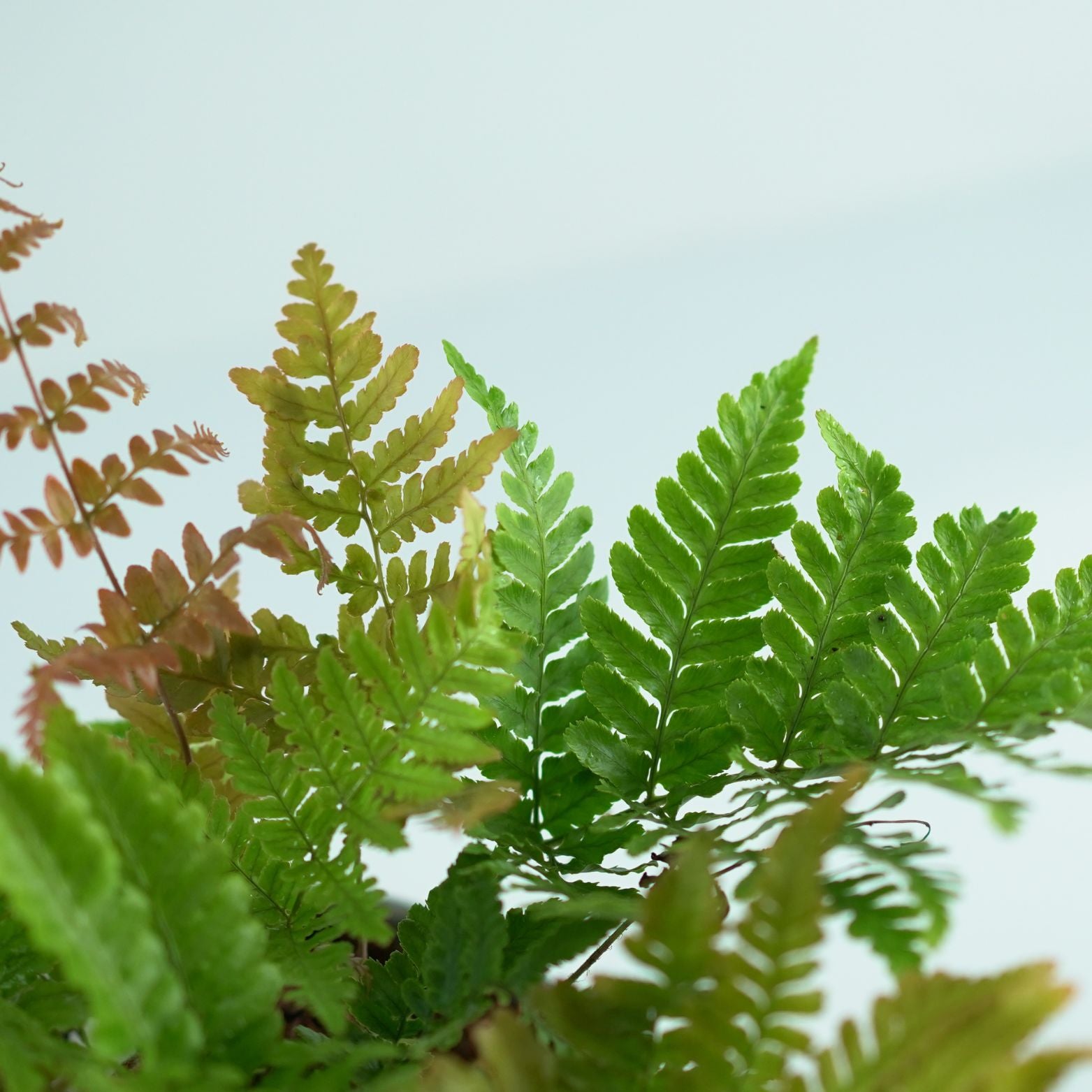 DRYOPTERIS ERYTHROSORA 'Prolifica' Narecznica