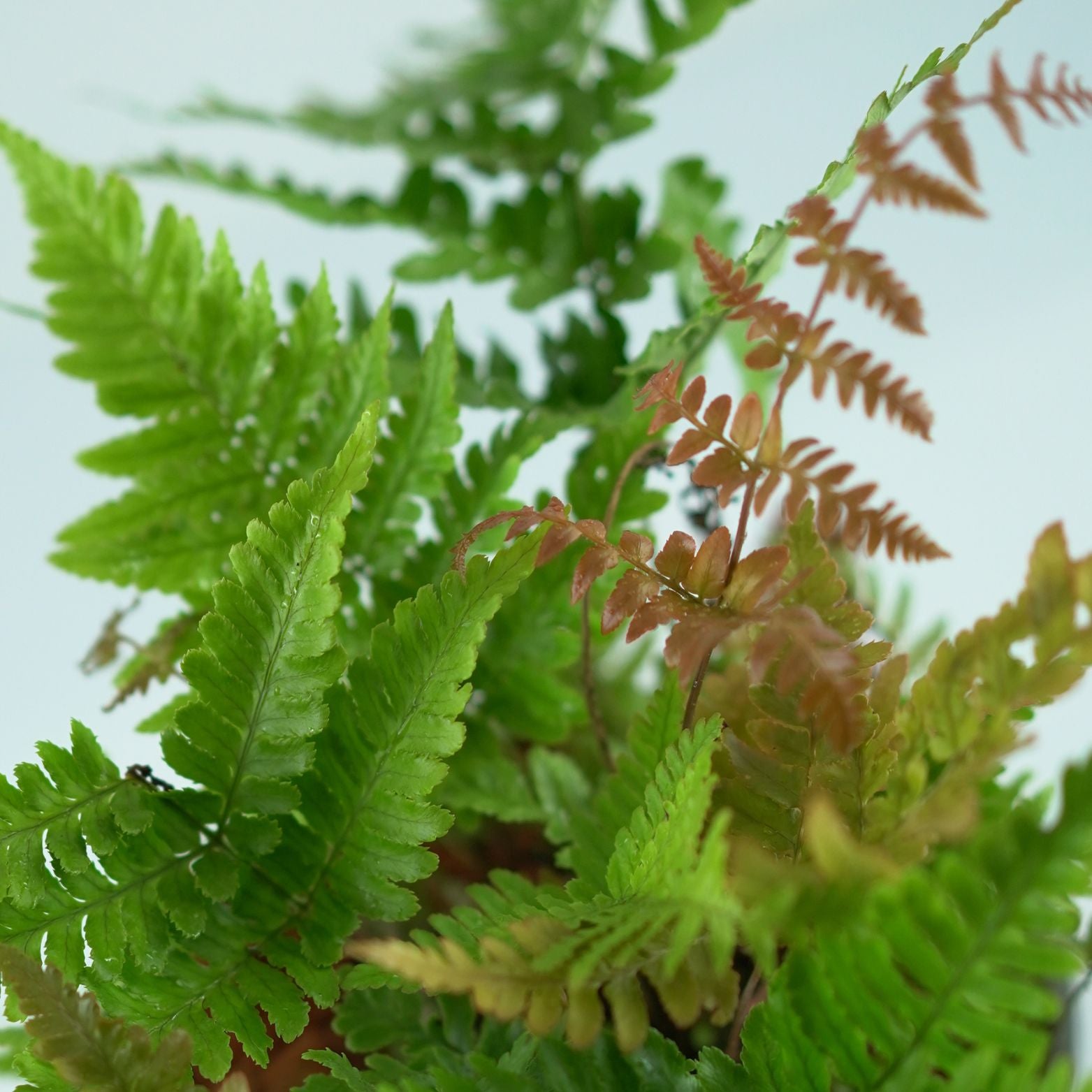 DRYOPTERIS ERYTHROSORA 'Prolifica' Narecznica