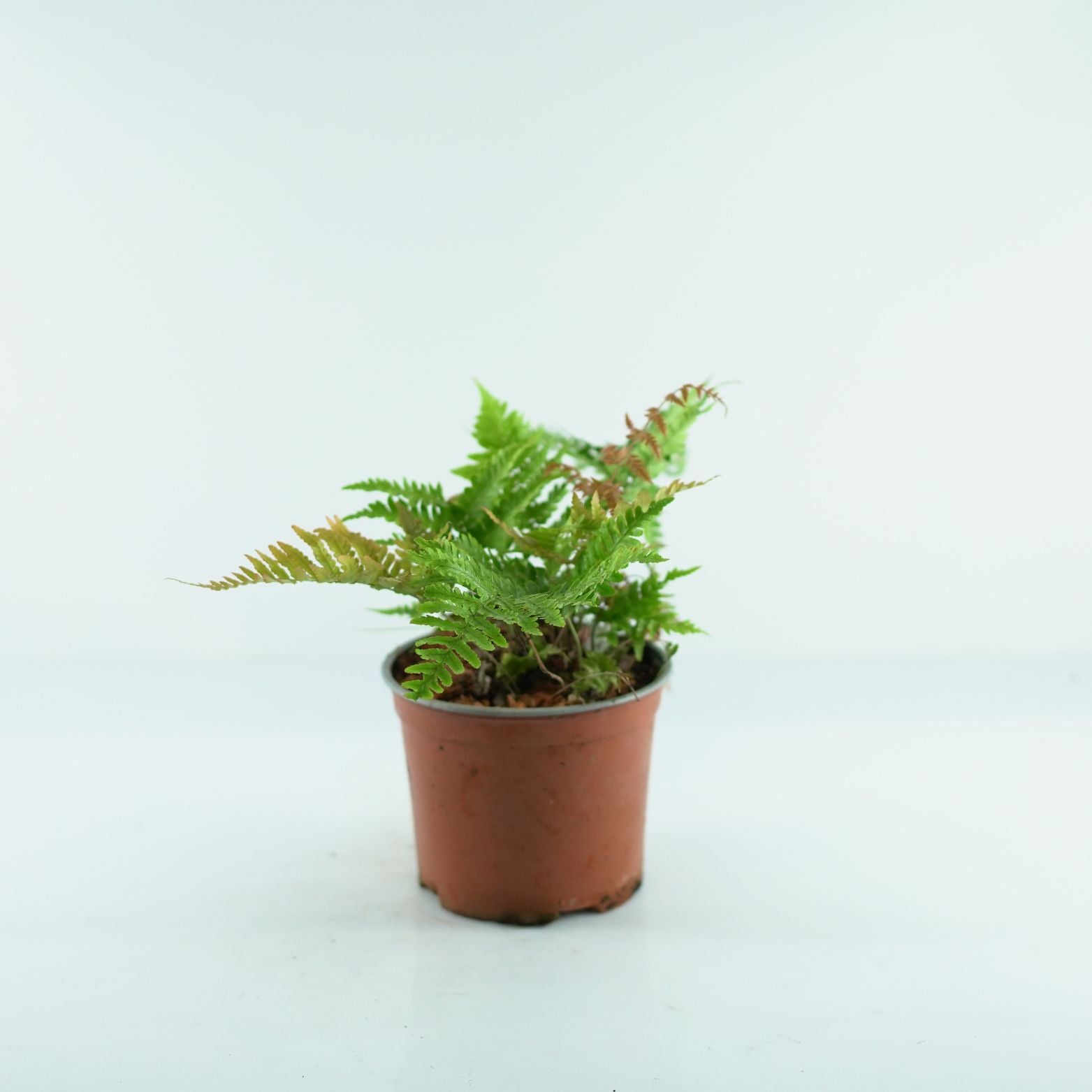 DRYOPTERIS ERYTHROSORA 'Prolifica' Narecznica
