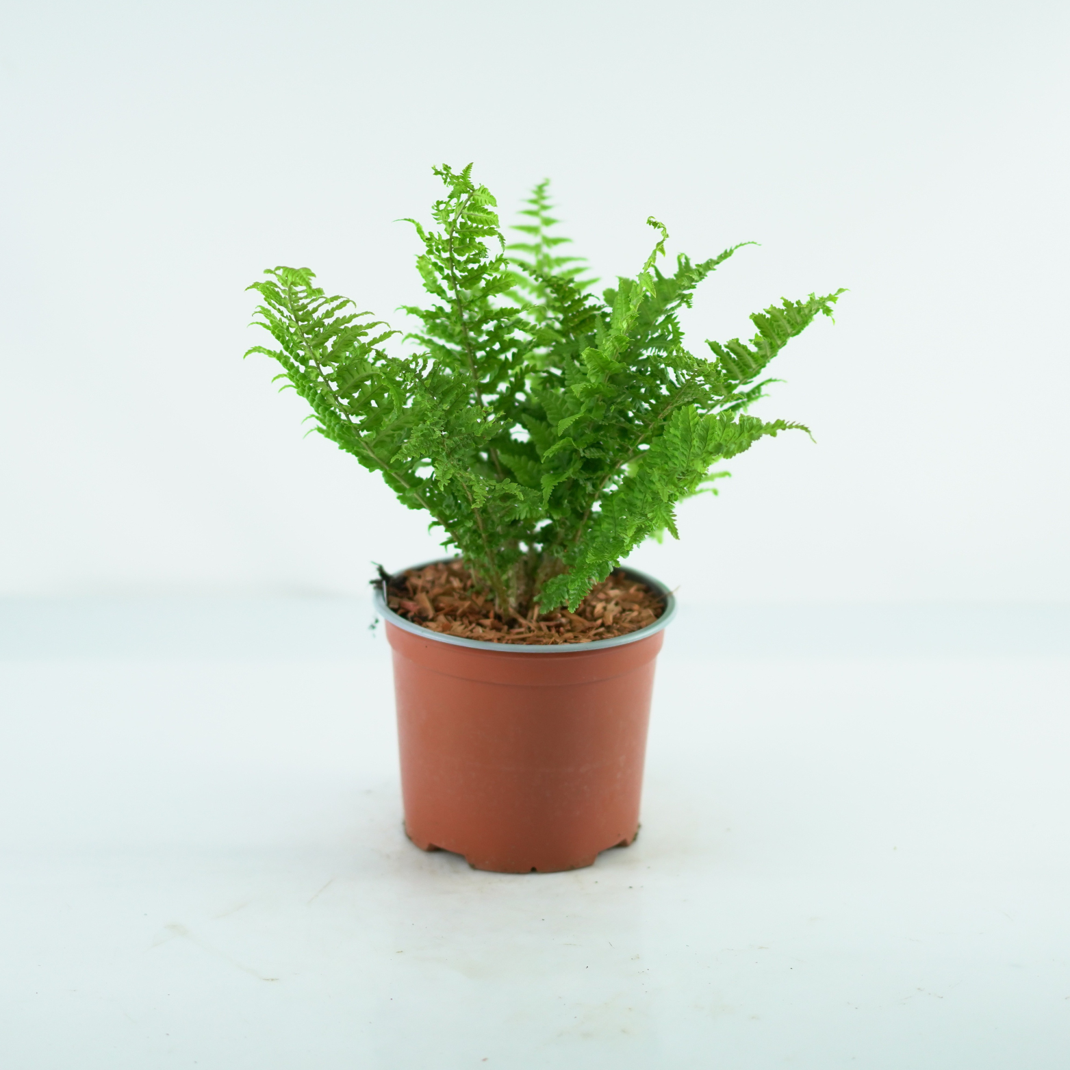 DRYOPTERIS AFFINIS 'CRISPA' Narecznica mocna, paproć