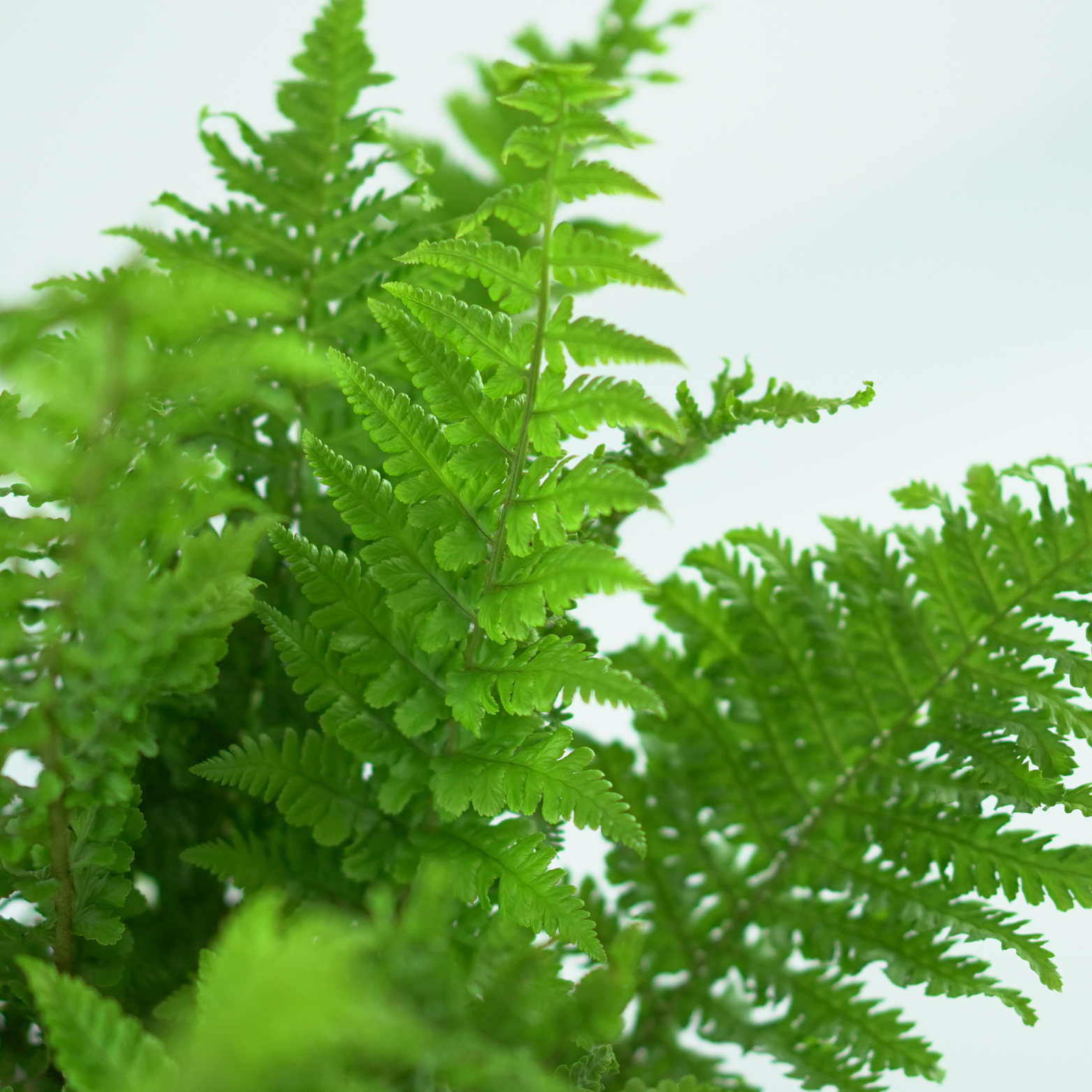 DRYOPTERIS AFFINIS 'CRISPA' Narecznica mocna, paproć