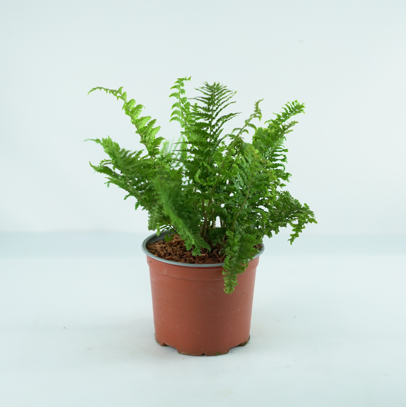 DRYOPTERIS AFFINIS 'CRISPA' Narecznica mocna, paproć
