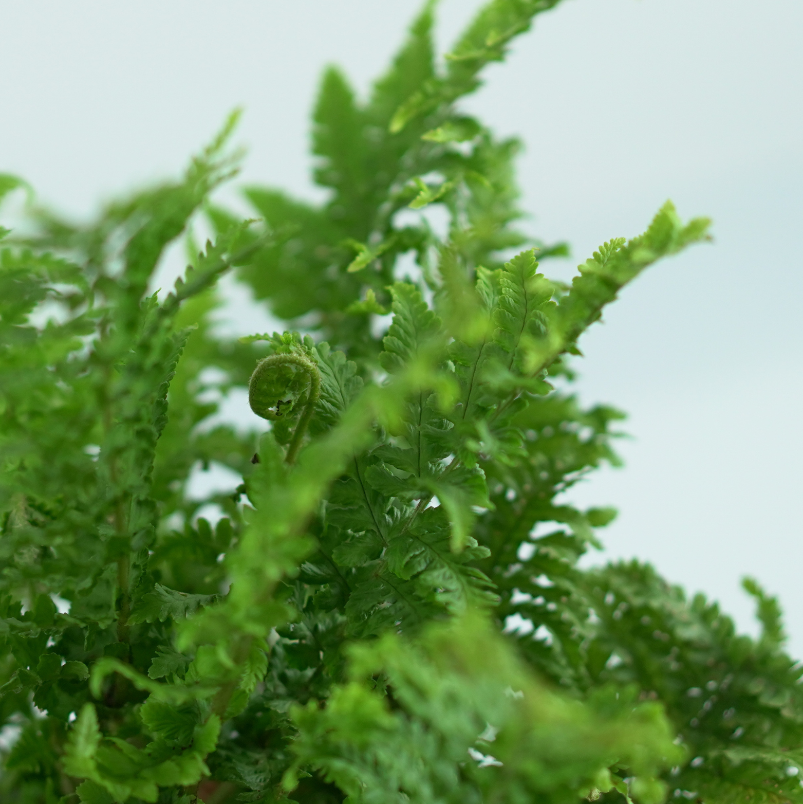 DRYOPTERIS AFFINIS 'CRISPA' Narecznica mocna, paproć