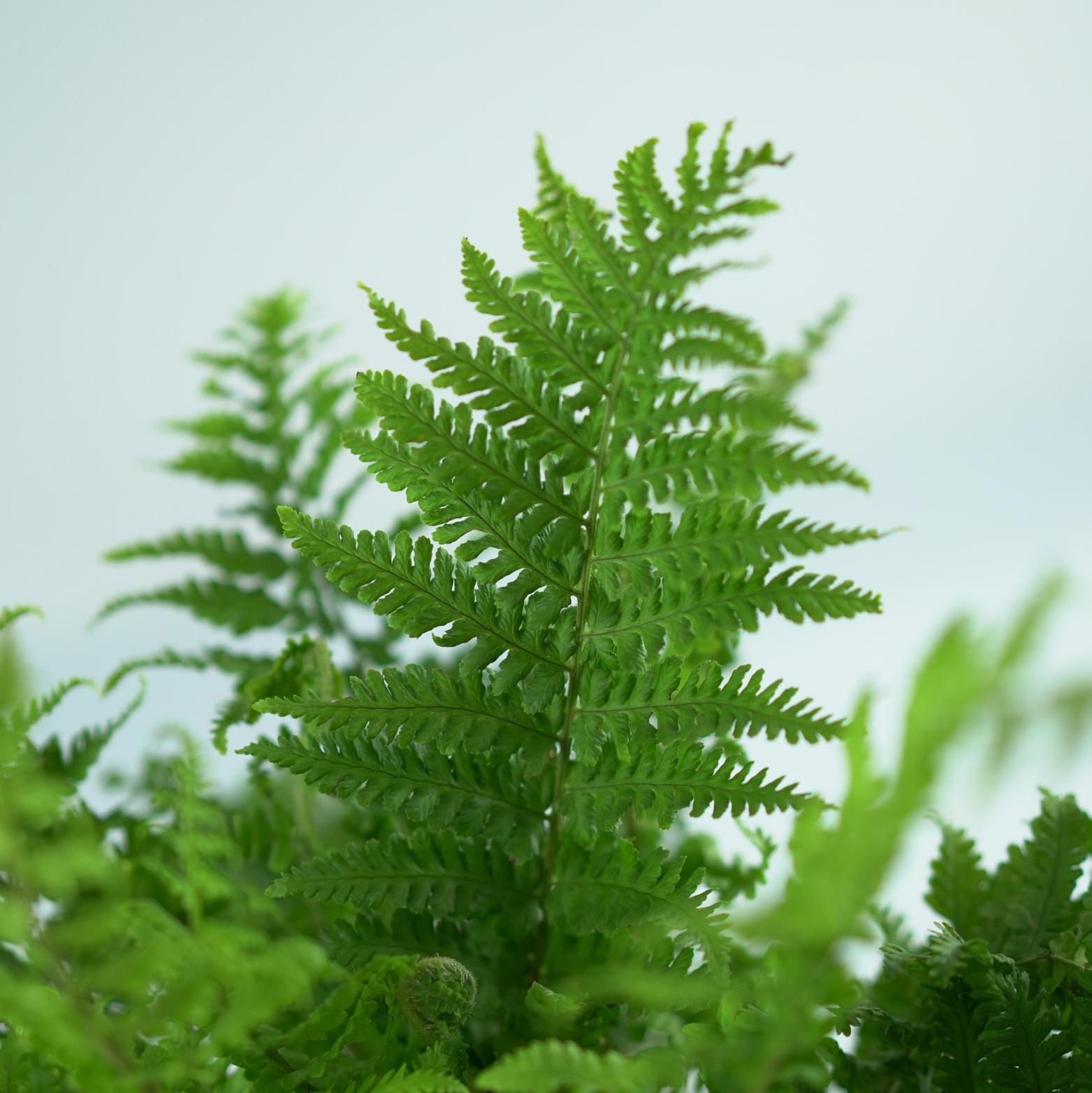 DRYOPTERIS AFFINIS 'CRISPA' Narecznica mocna, paproć