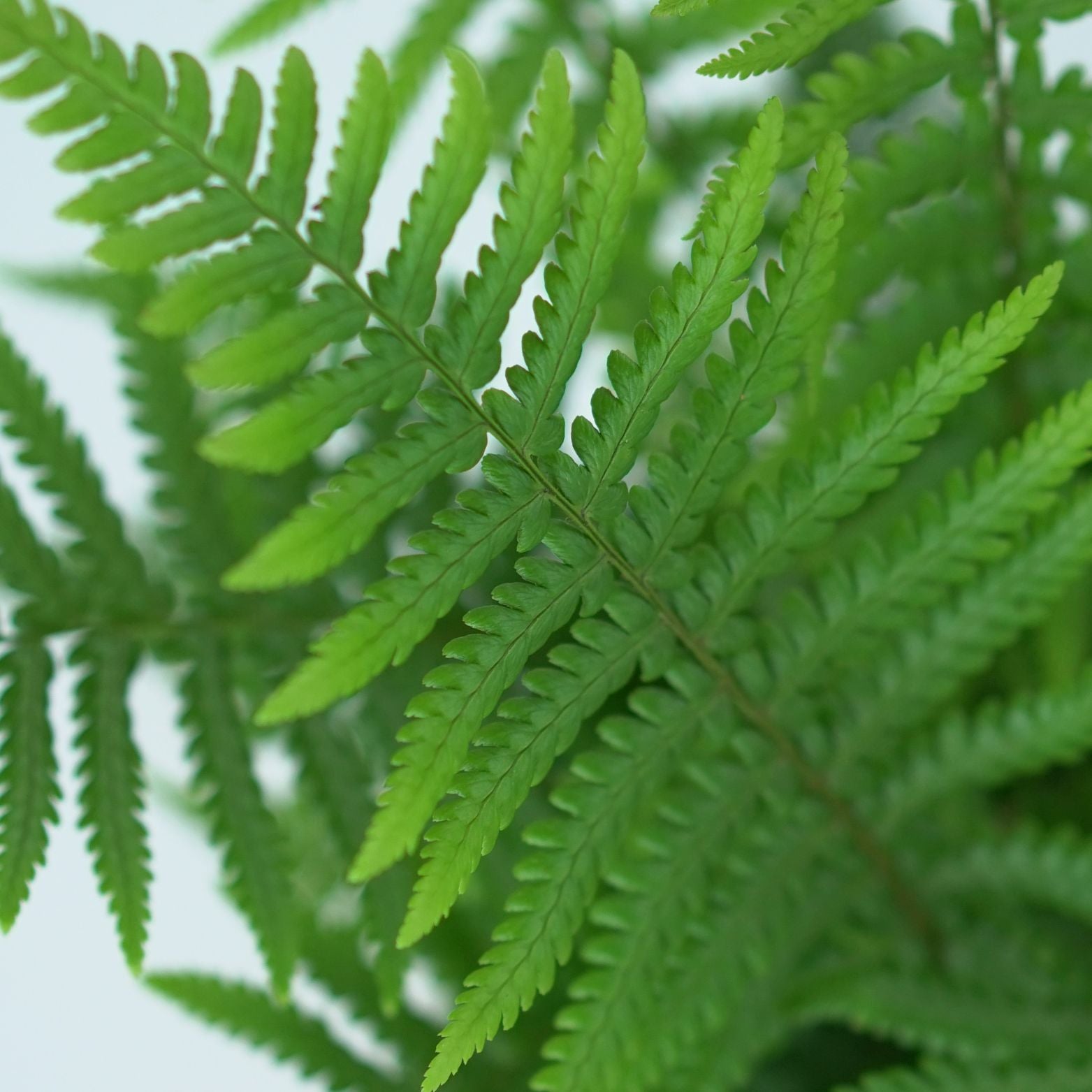DRYOPTERIS AFFINIS Narecznica mocna, paproć