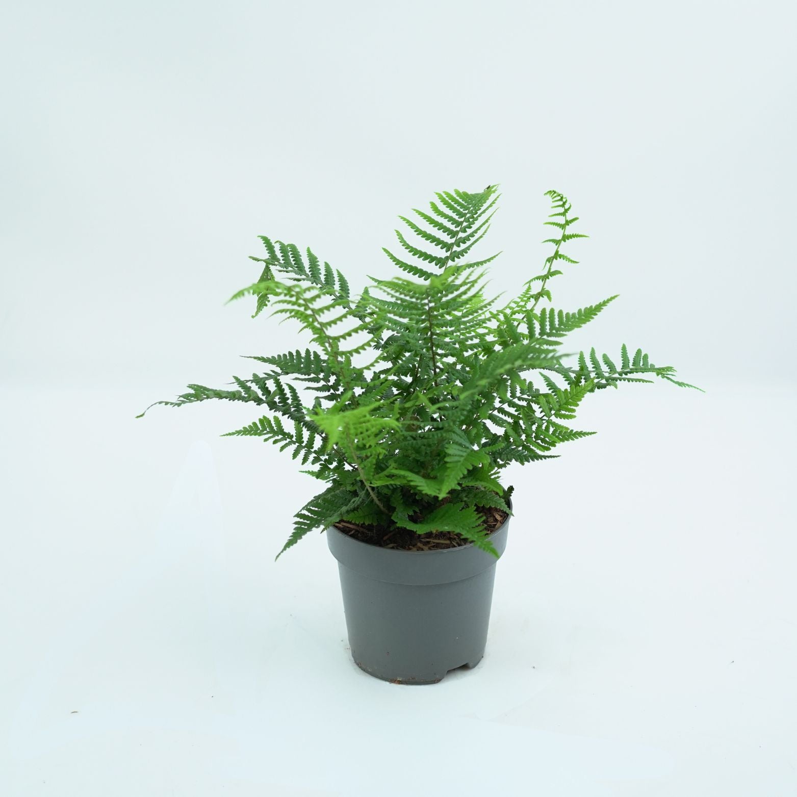 DRYOPTERIS AFFINIS Narecznica mocna, paproć