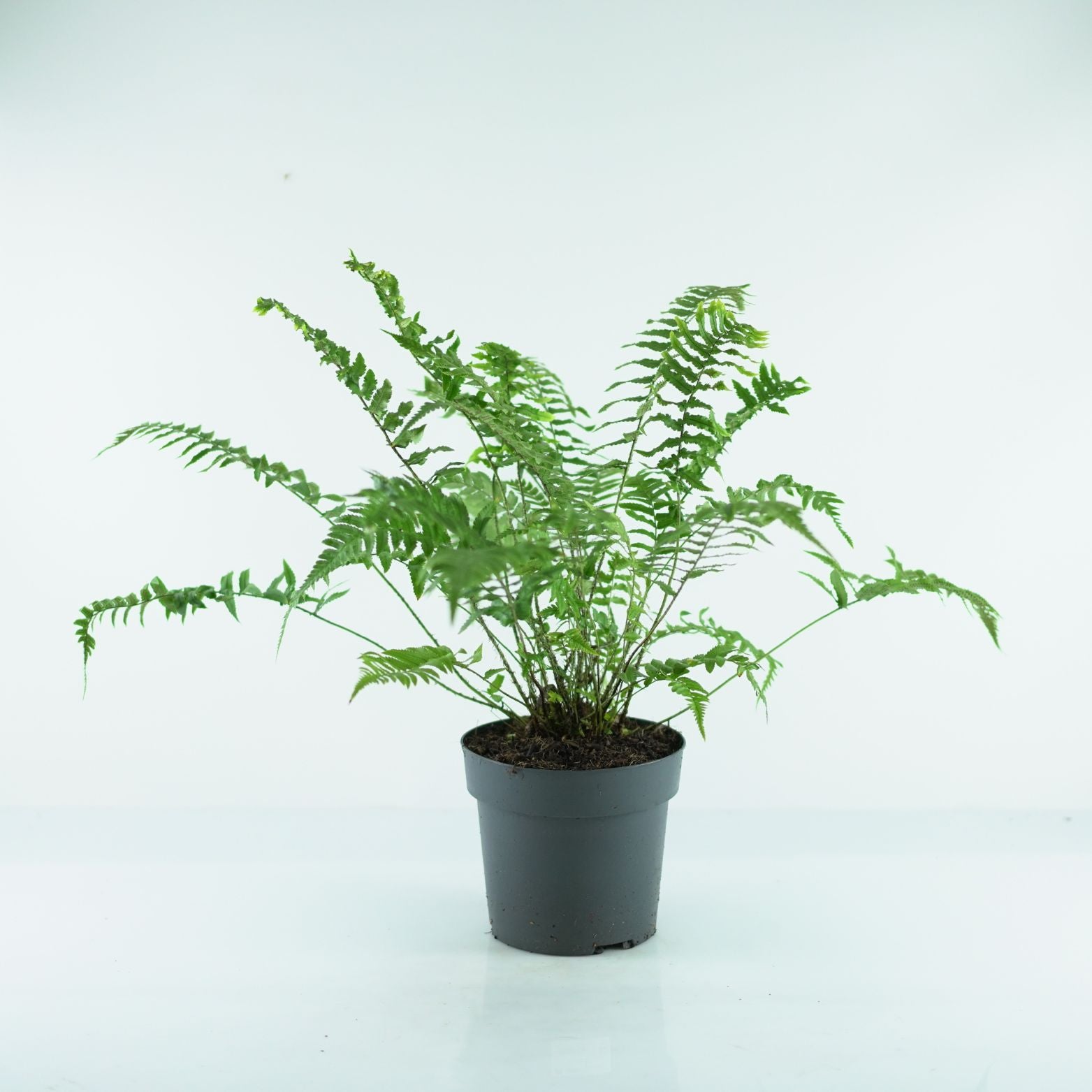 DRYOPTERIS ATRATA Narecznica