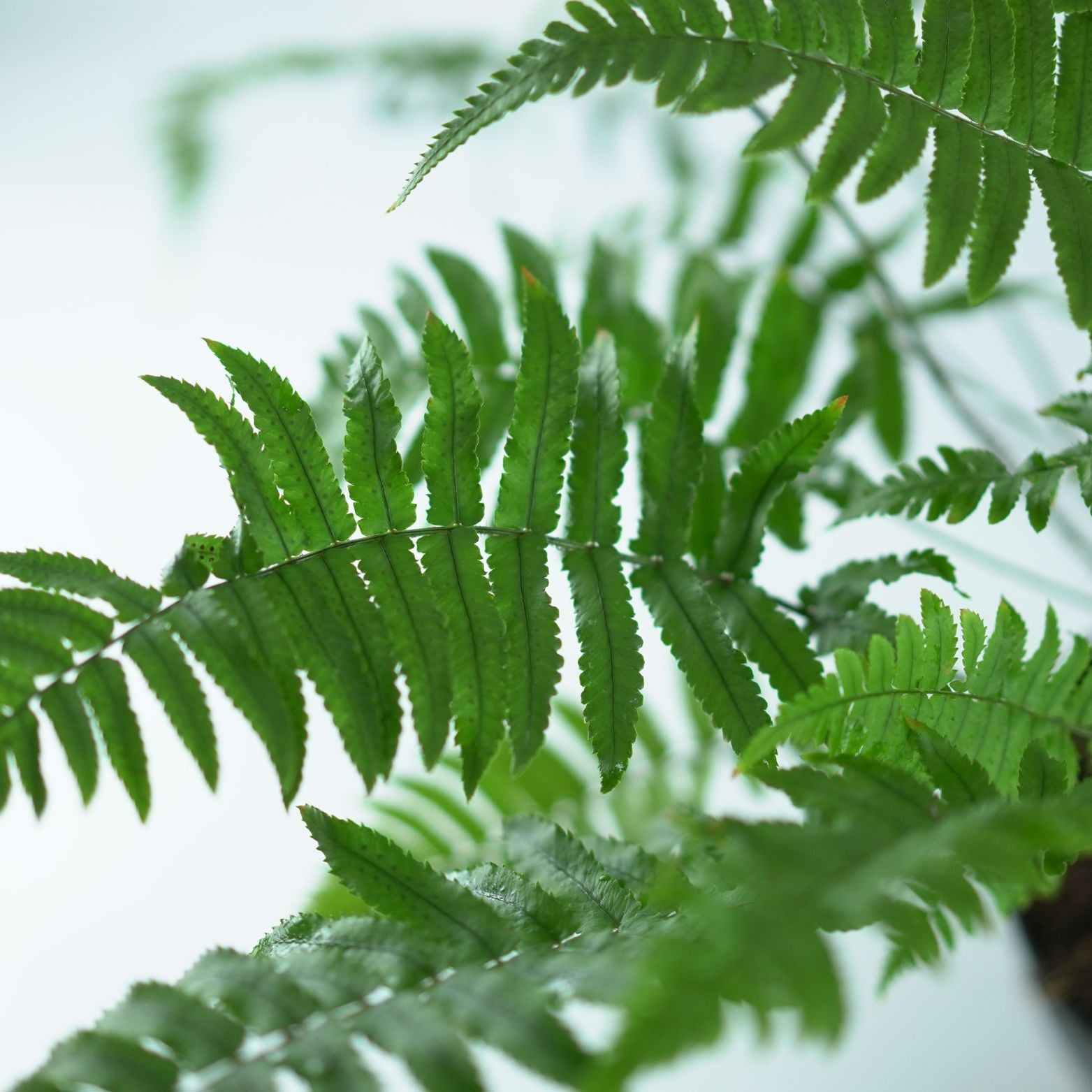 DRYOPTERIS ATRATA Narecznica