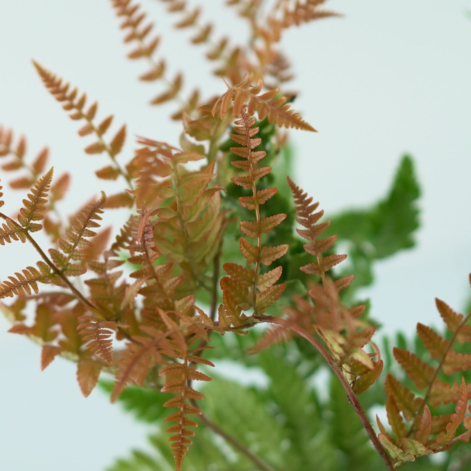 DRYOPTERIS ERYTHROSORA Narecznica