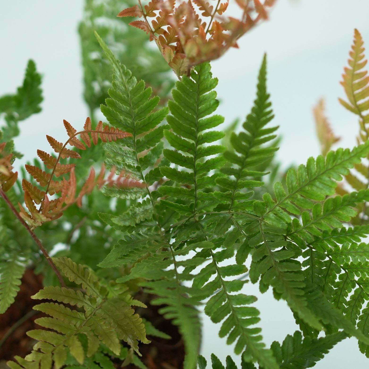 DRYOPTERIS ERYTHROSORA Narecznica