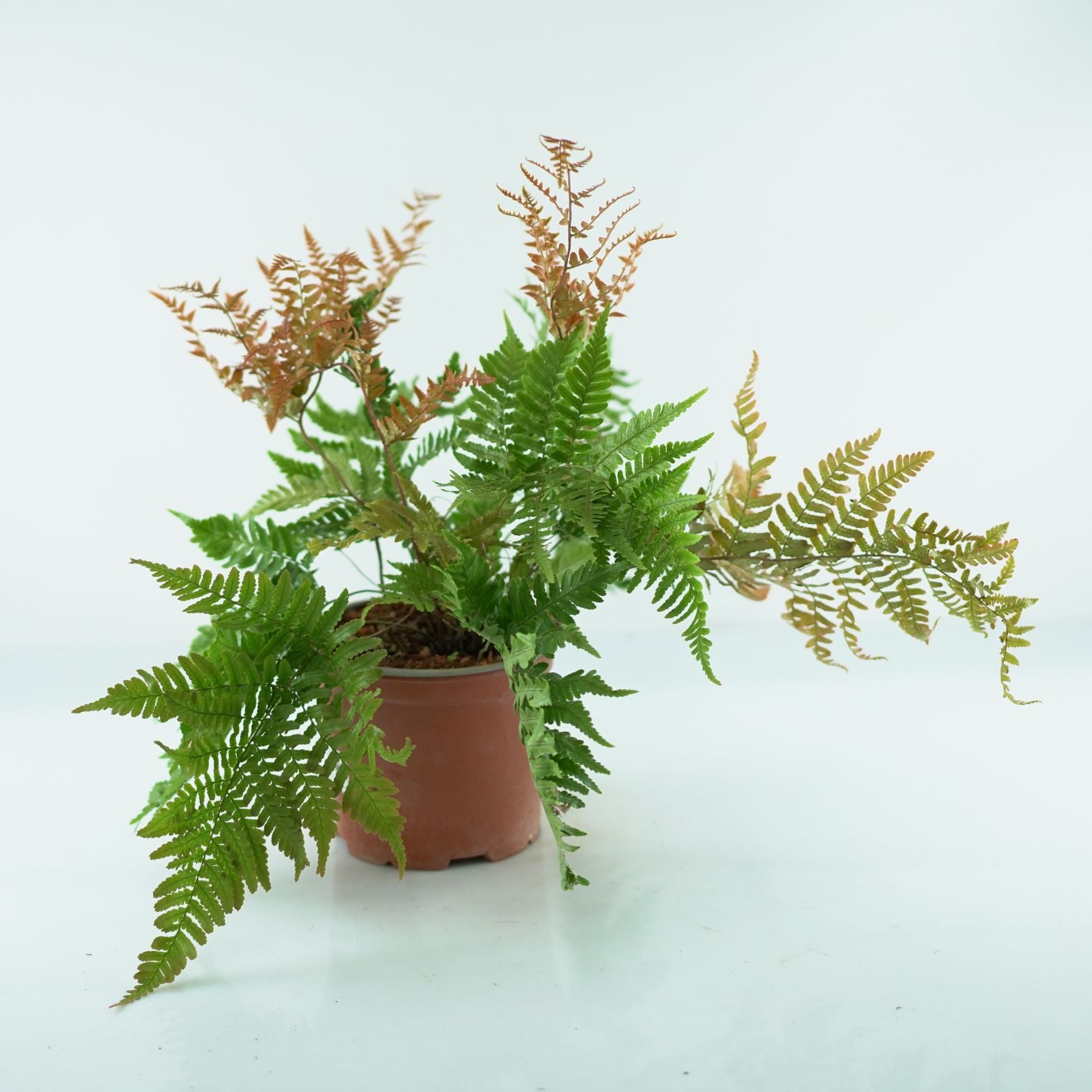 DRYOPTERIS ERYTHROSORA Narecznica