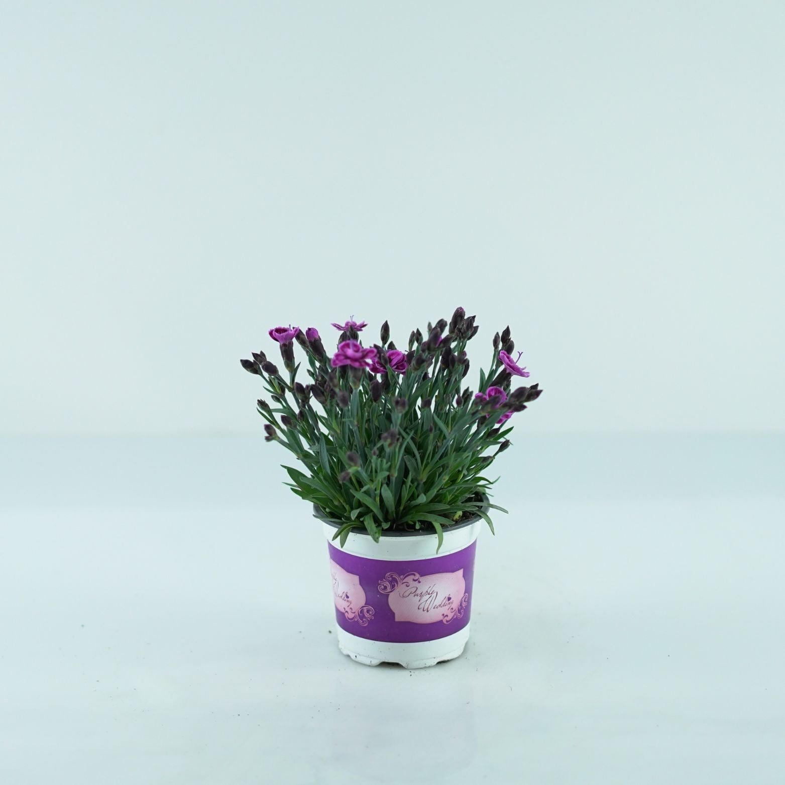 DIANTHUS CARYOPHYLLUS 'Diantica Purple Wedding' Goździk