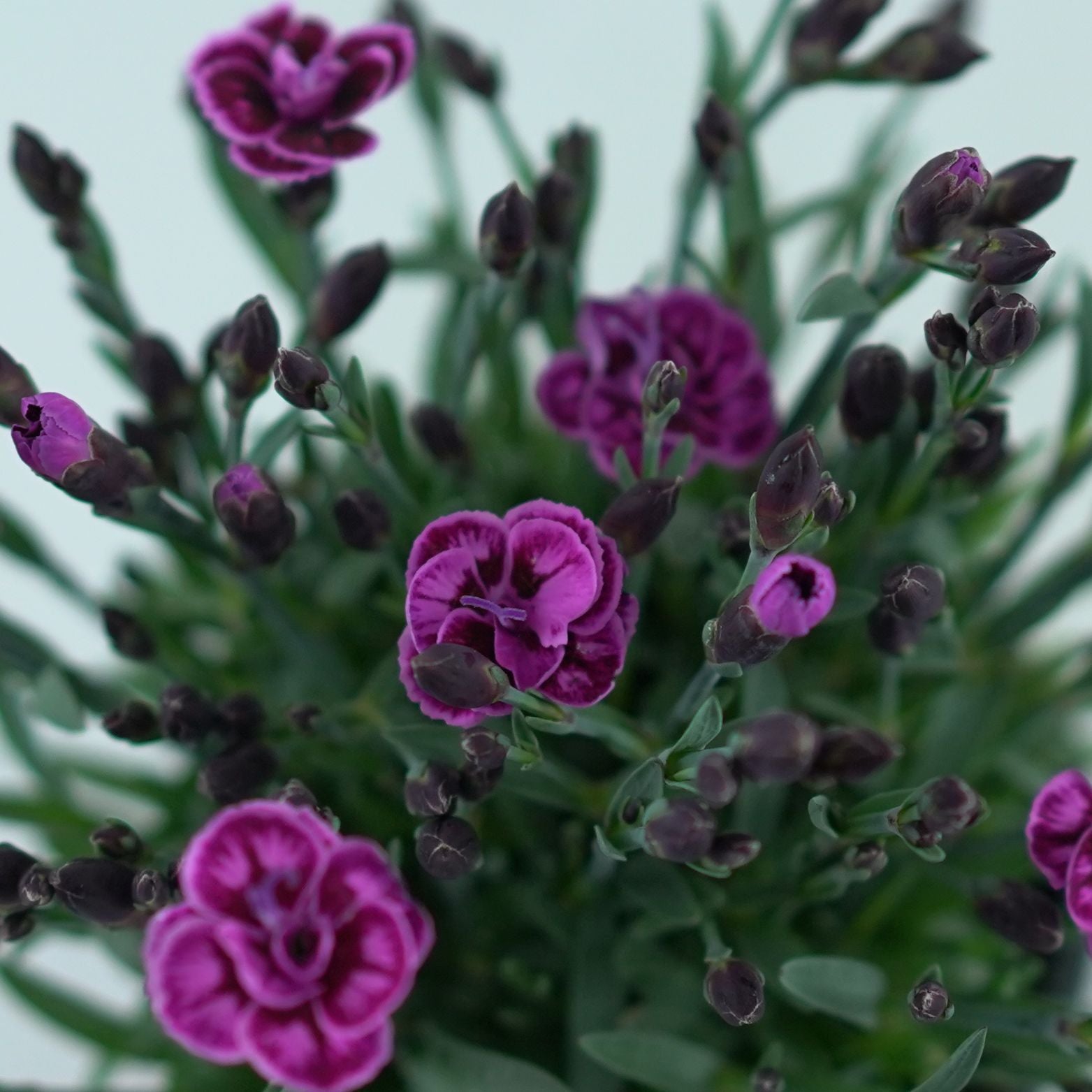 DIANTHUS CARYOPHYLLUS 'Diantica Purple Wedding' Goździk