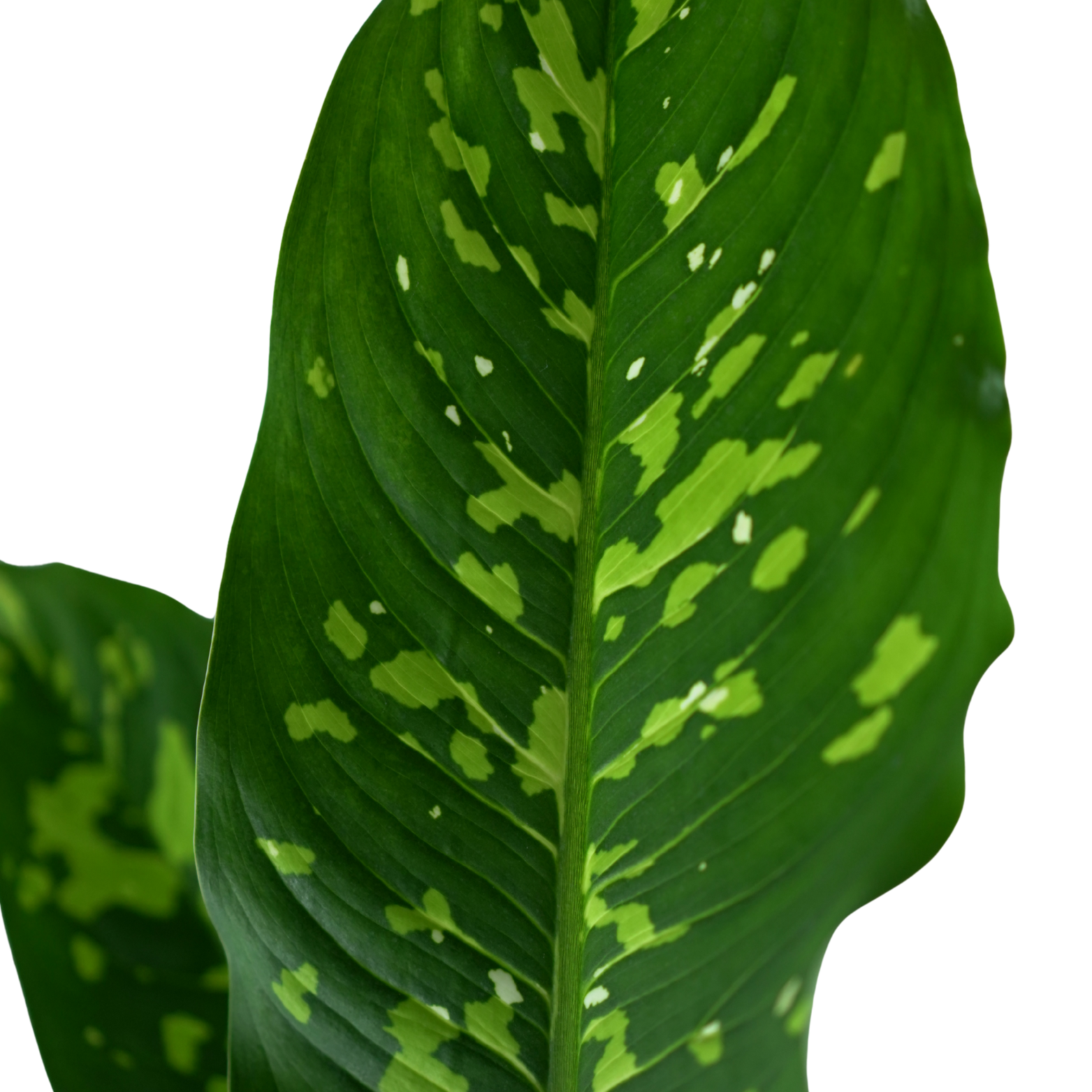 DIEFFENBACHIA 'SPOTTY' Difenbachia