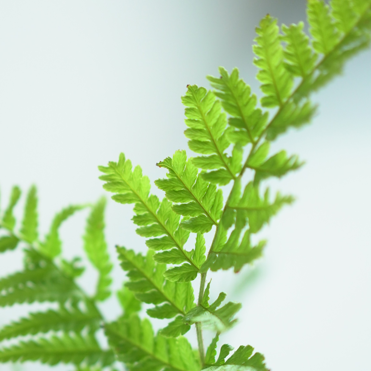 DRYOPTERIS FILIX-MAS Narecznica samcza, paproć