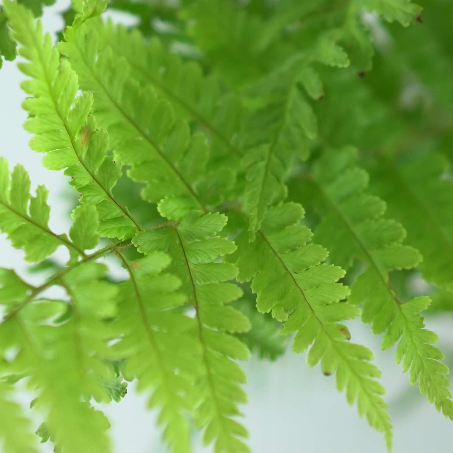 DRYOPTERIS FILIX-MAS Narecznica samcza, paproć