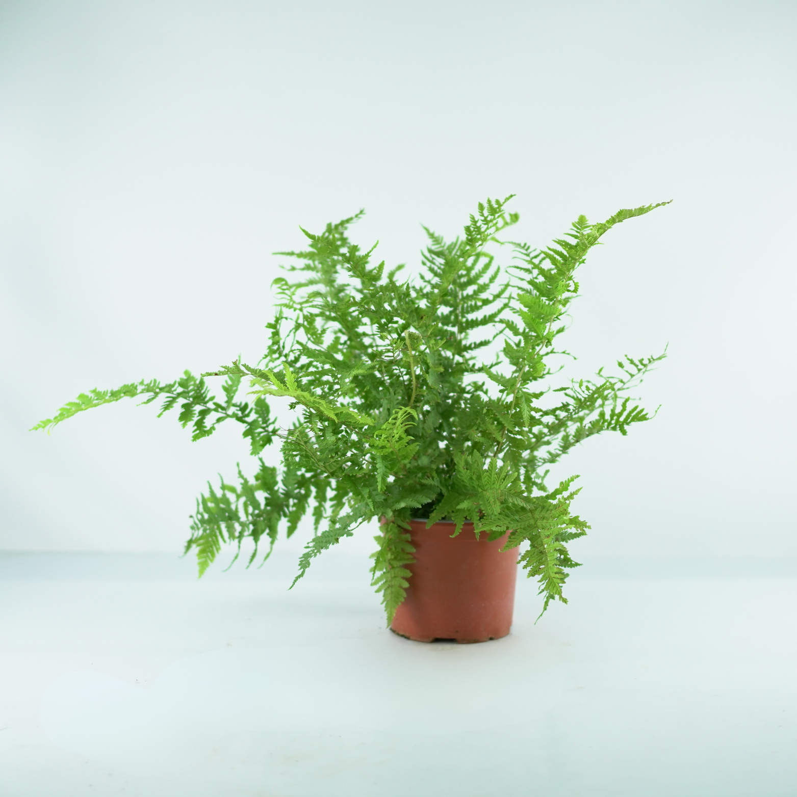 DRYOPTERIS FILIX-MAS Narecznica samcza, paproć