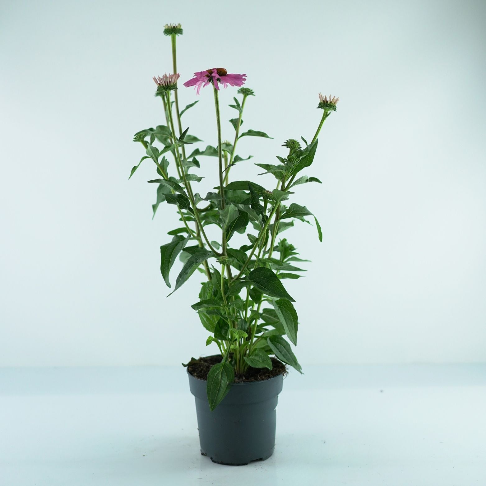 ECHINACEA PURPUREA 'Mooodz Courage' Jeżówka purpurowa