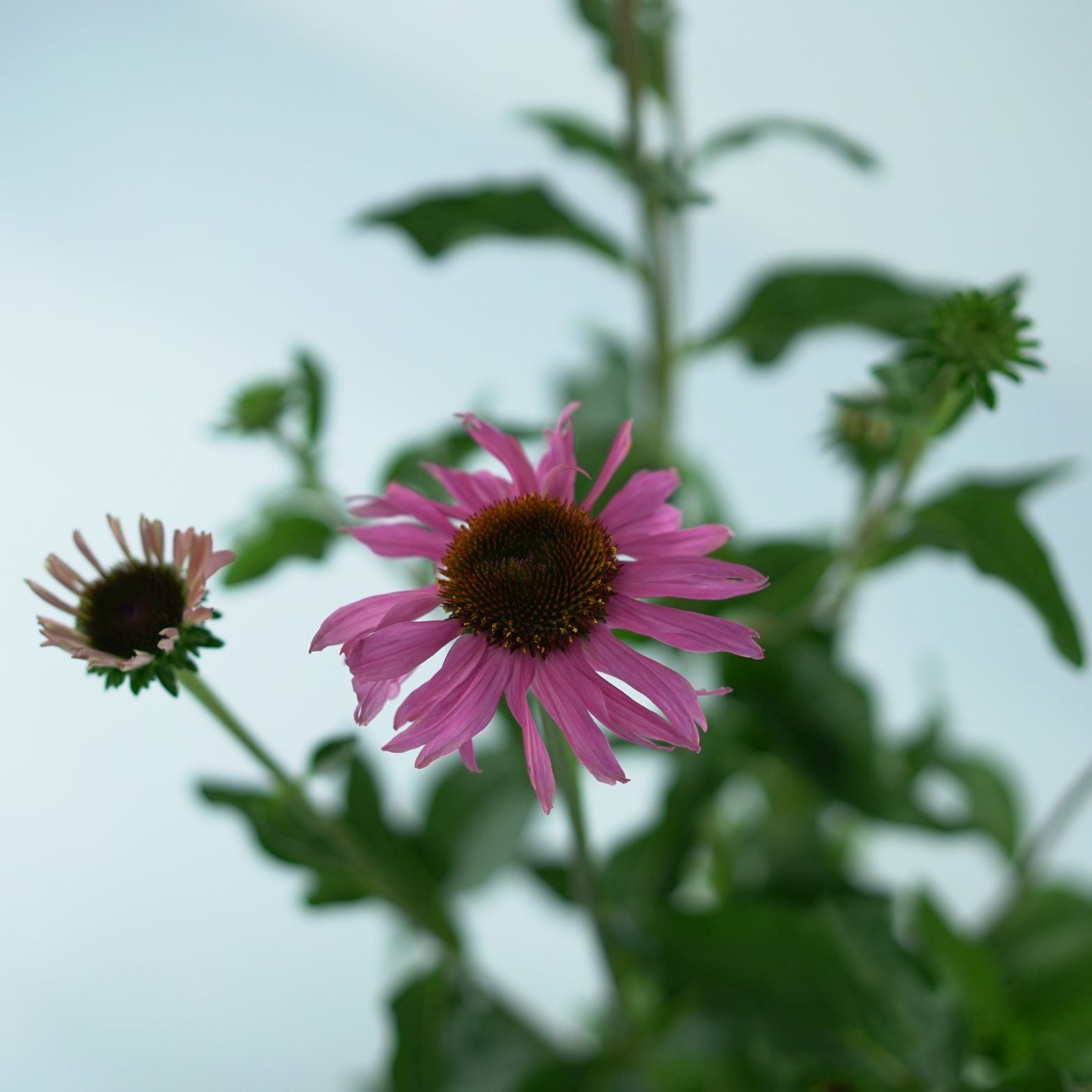 ECHINACEA PURPUREA 'Mooodz Courage' Jeżówka purpurowa