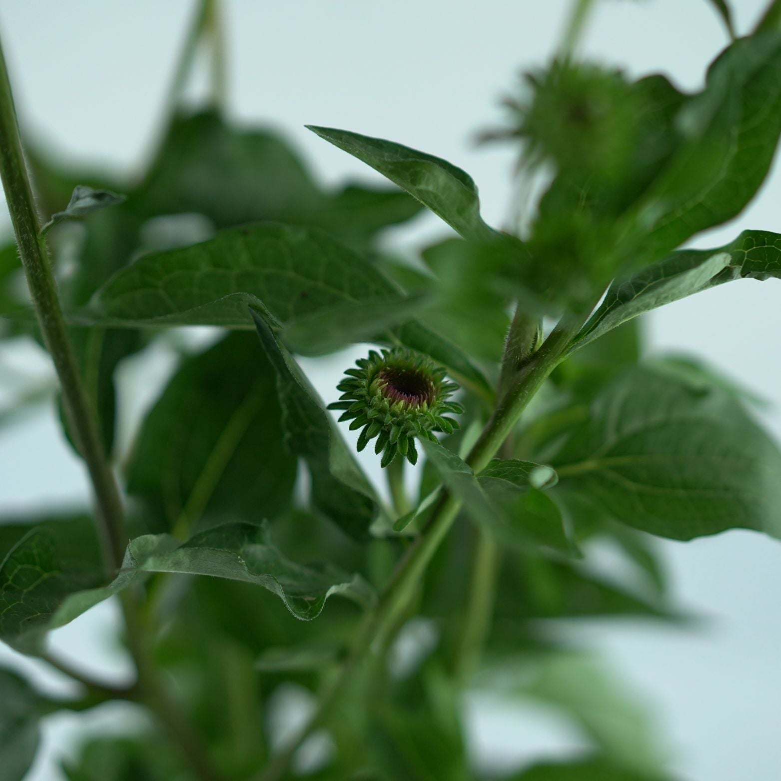 ECHINACEA PURPUREA 'Mooodz Courage' Jeżówka purpurowa