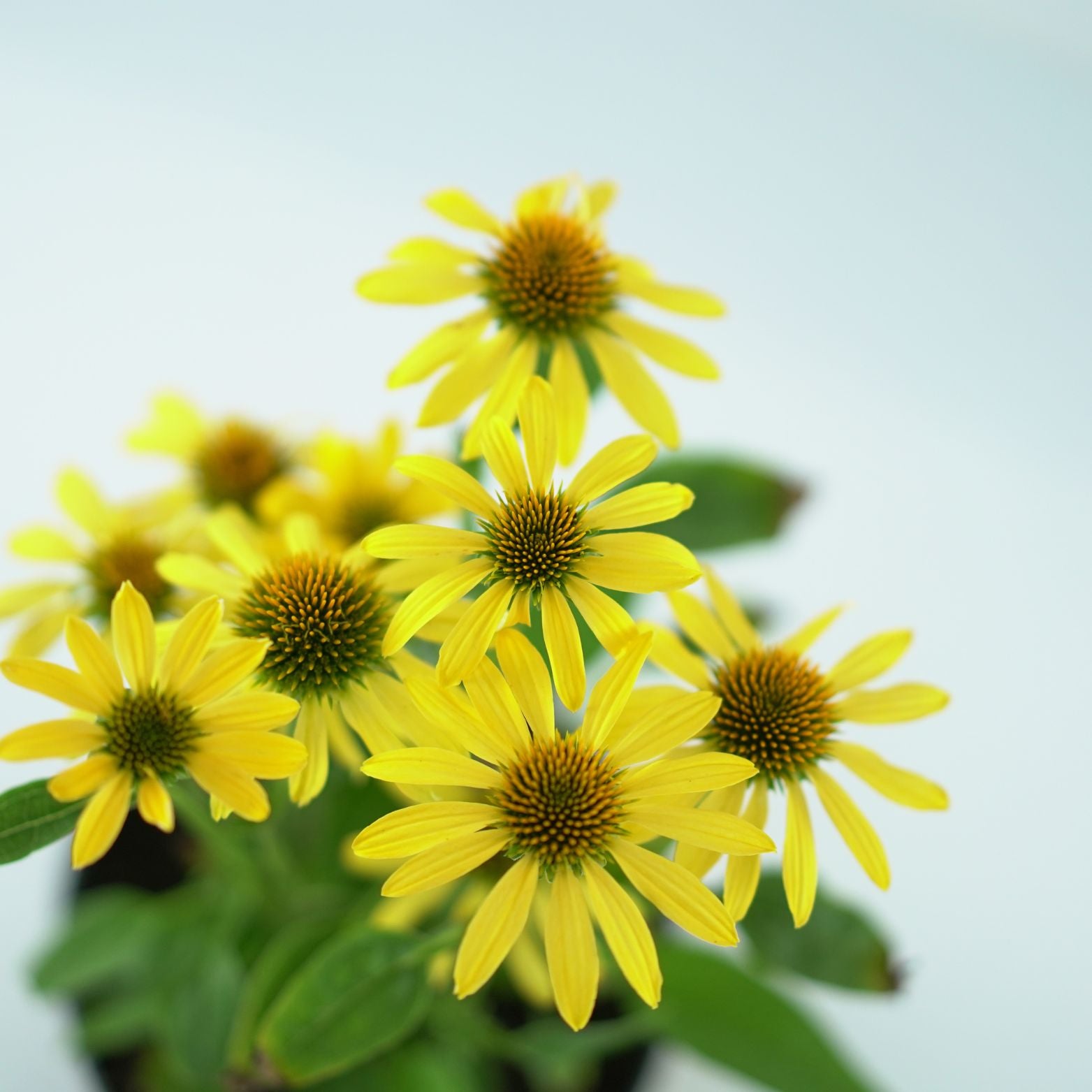 ECHINACEA PURPUREA 'Mooodz Dream' Jeżówka purpurowa